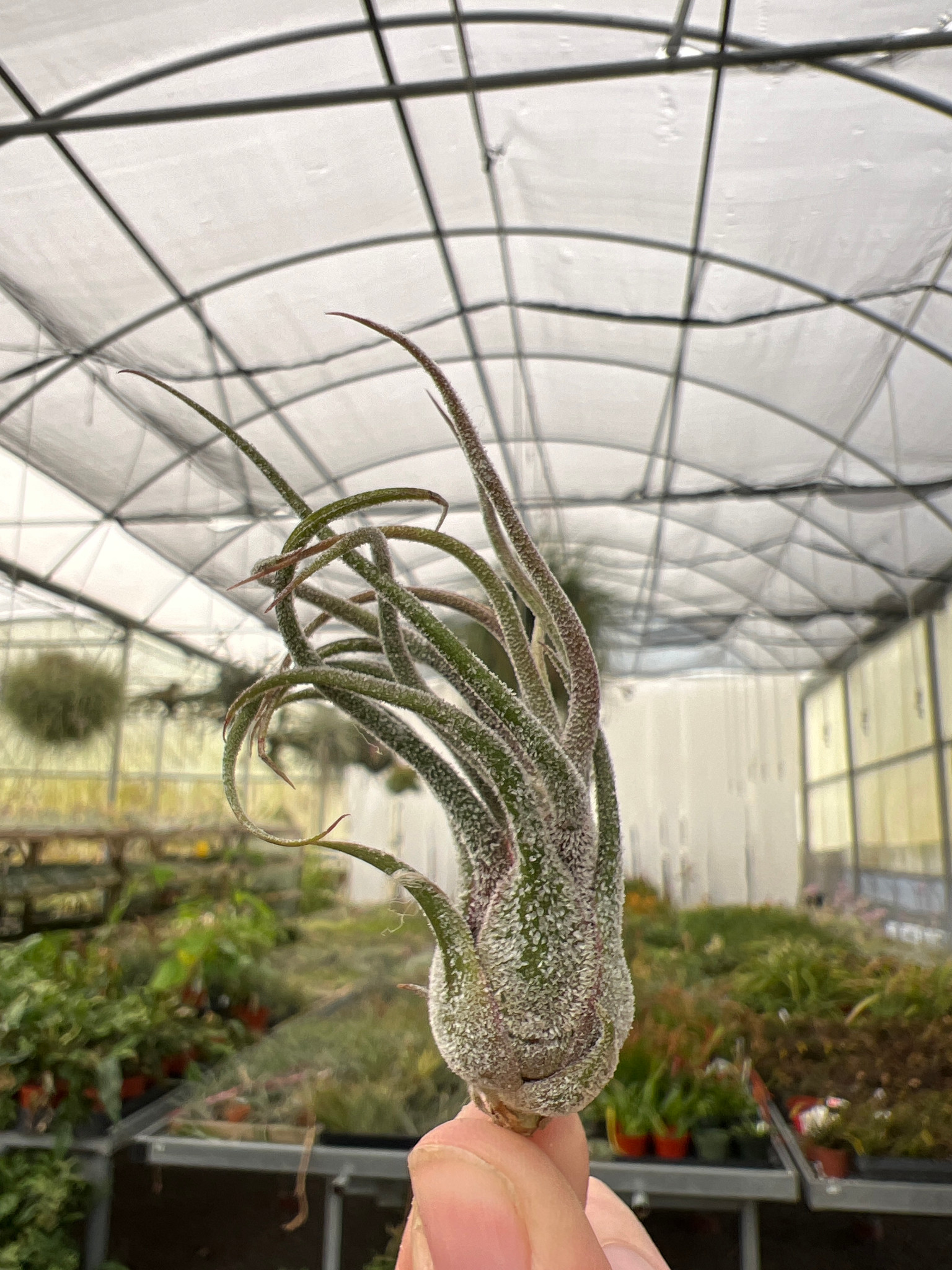 Tillandsia pruinosa Guatemala 10473チランジア・プルイノーサ