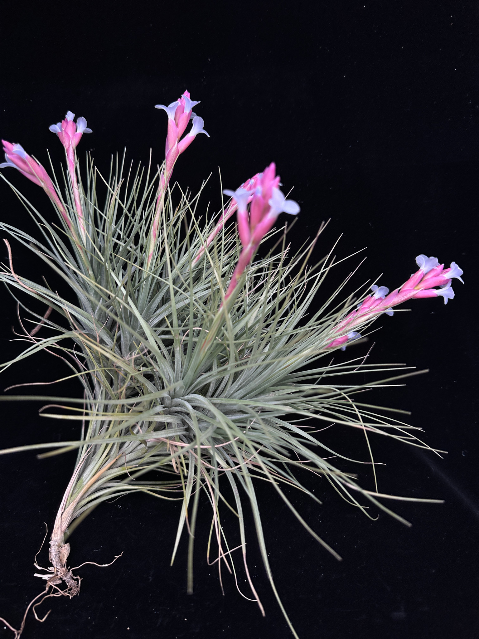 Tillandsia tenuifolia var. saxicola