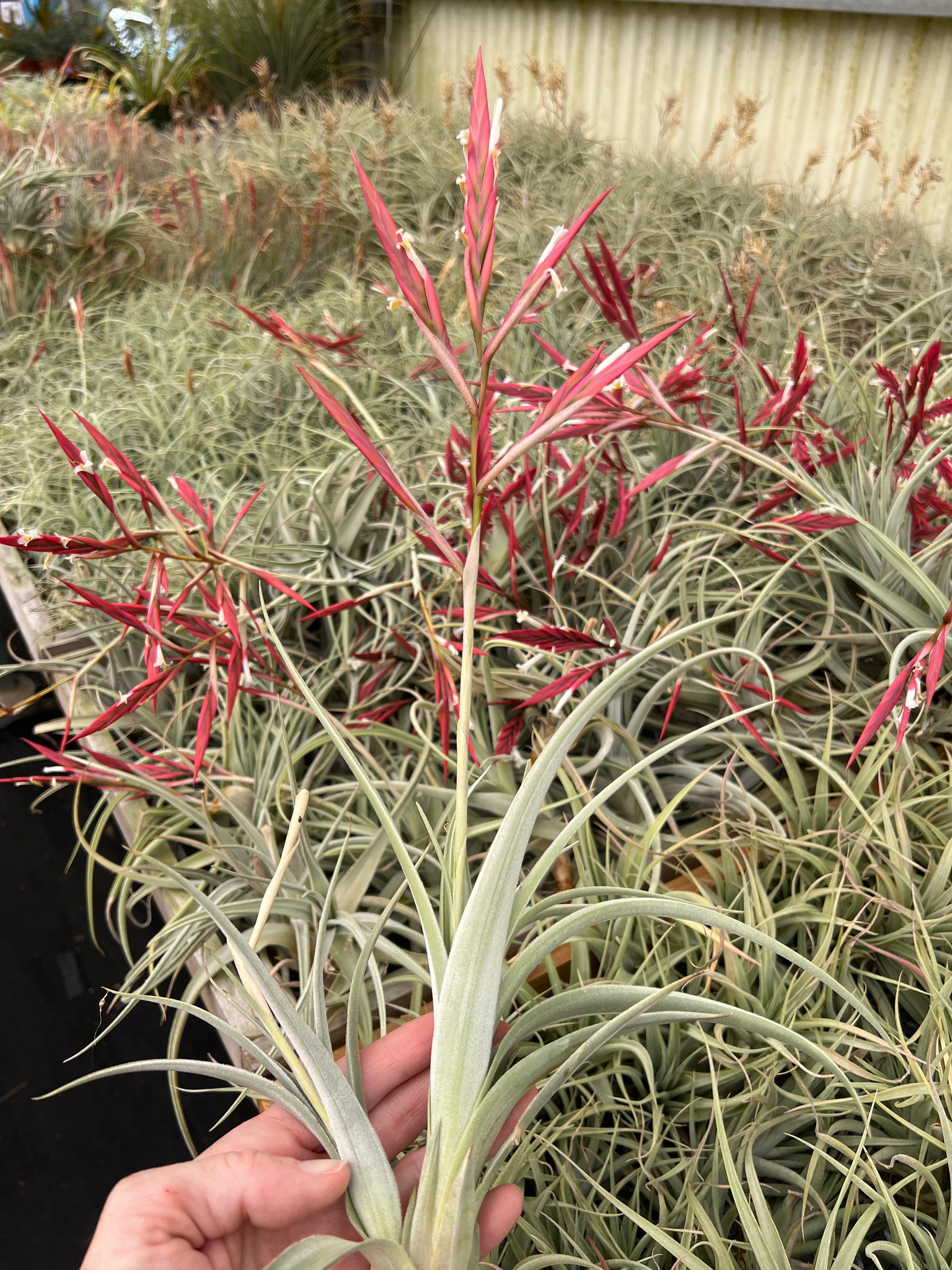 Tillandsia lorentziana - Bird Rock Tropicals