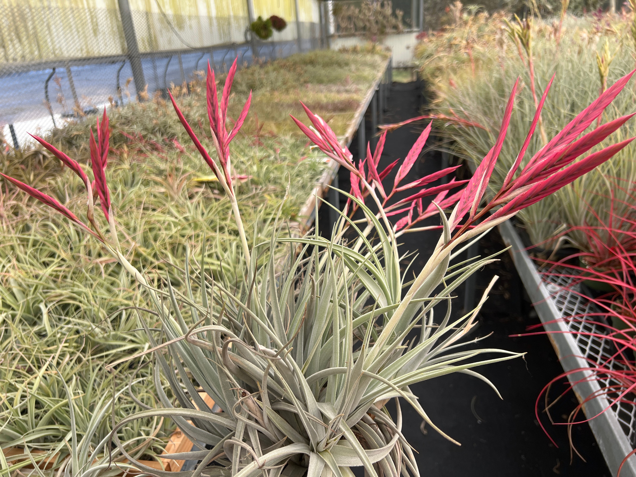 Tillandsia lorentziana - Bird Rock Tropicals