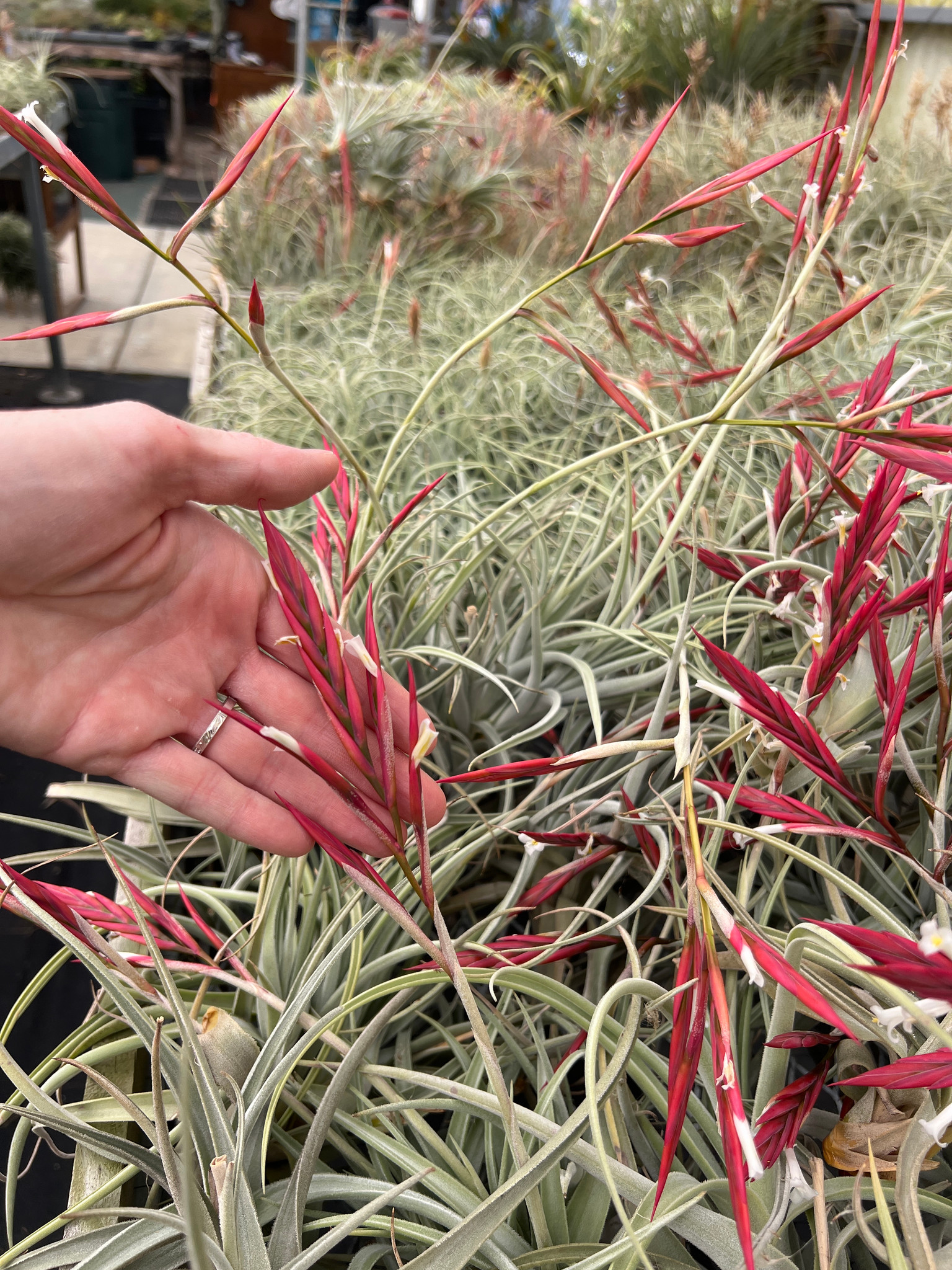 Tillandsia lorentziana - Bird Rock Tropicals