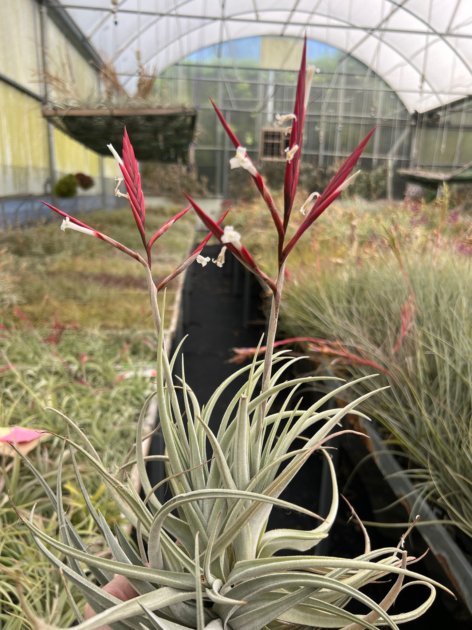 2026年最新】32523の人気アイテム - メルカリ Tillandsia 'Little