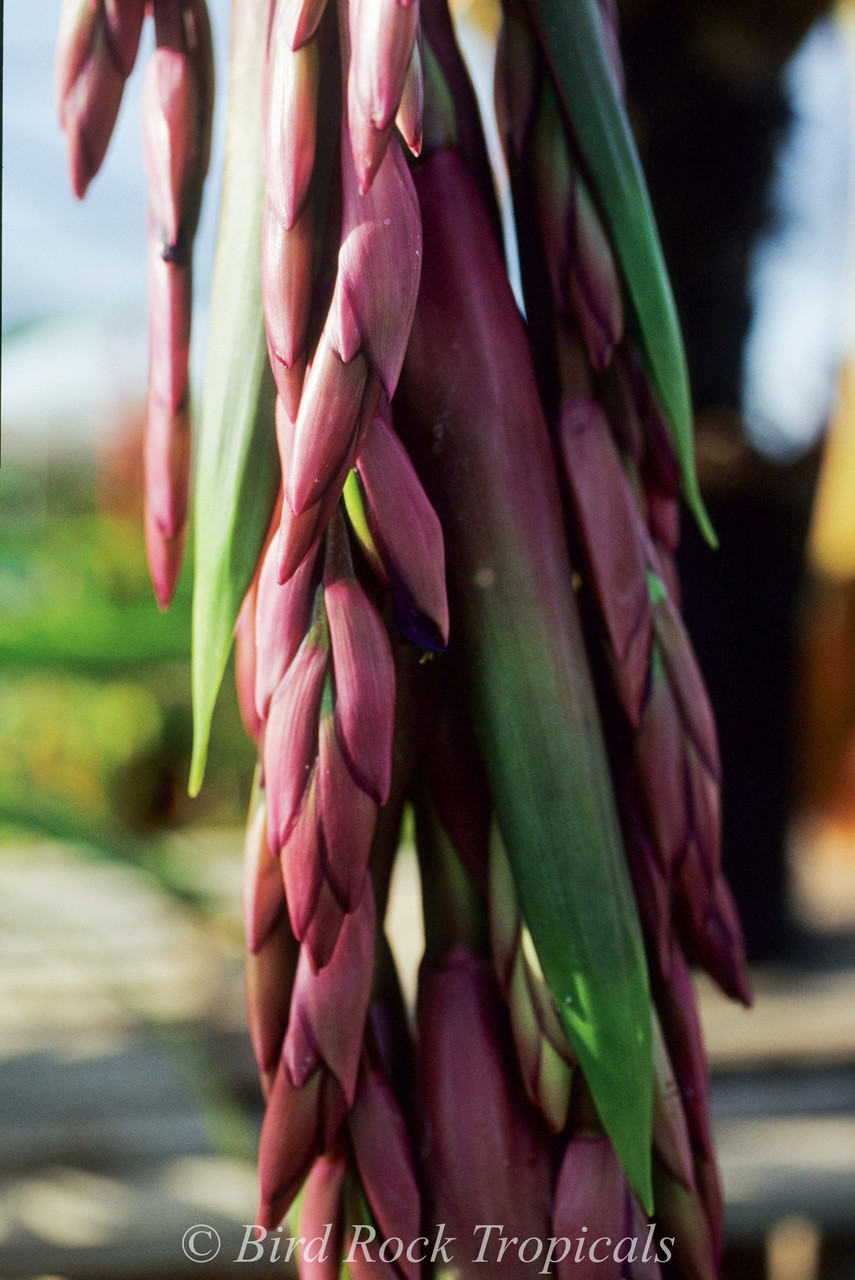 ブロメリア・エアープランツ Tillandsia 'Passion' ブロメリア・エアープランツ Tillandsia 'Passion' Tillandsia klausii