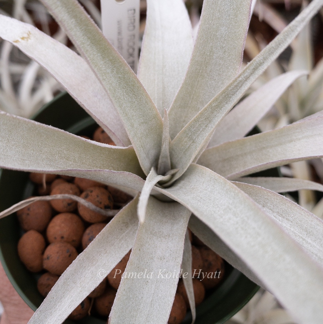 Tillandsia mima v. mima - Bird Rock Tropicals
