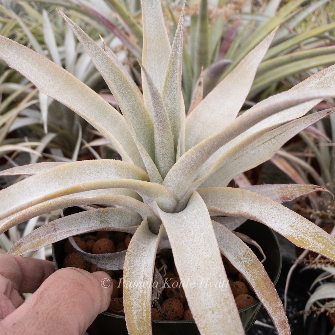 Tillandsia mima v. mima - Bird Rock Tropicals