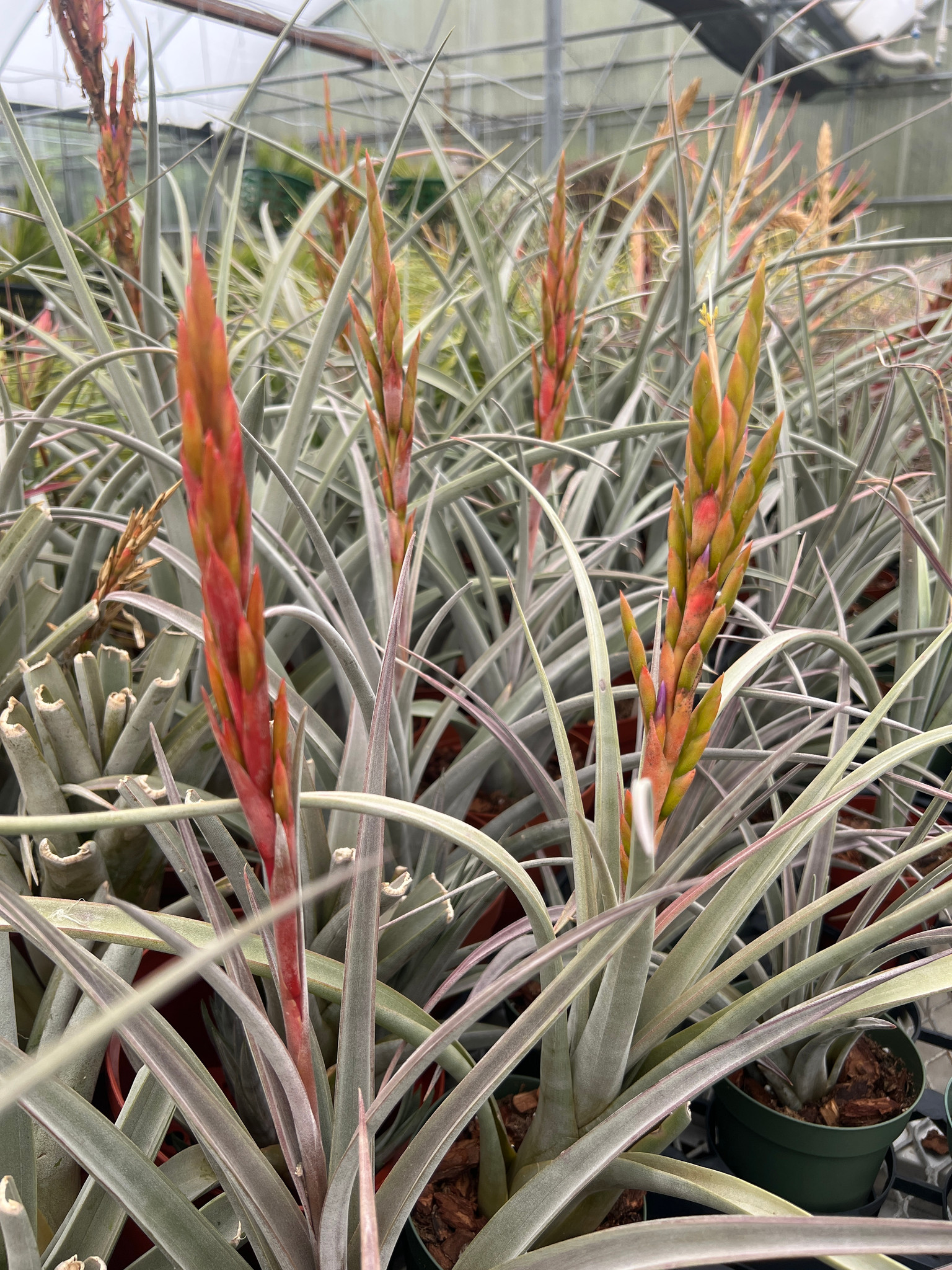 Tillandsia durangensis - Bird Rock Tropicals