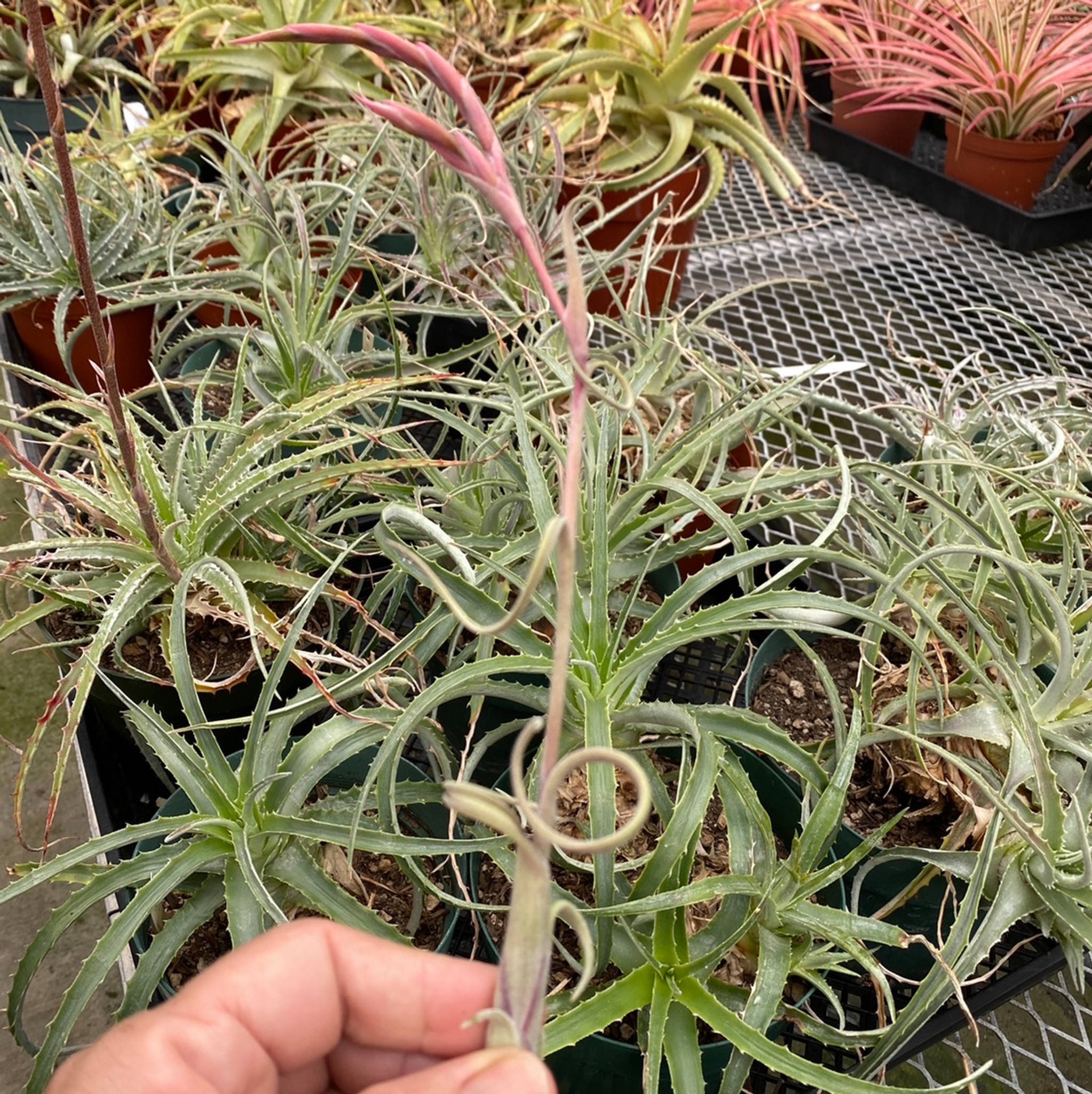 Tillandsia intermedia (T. paucifolia subsp. schubertii)