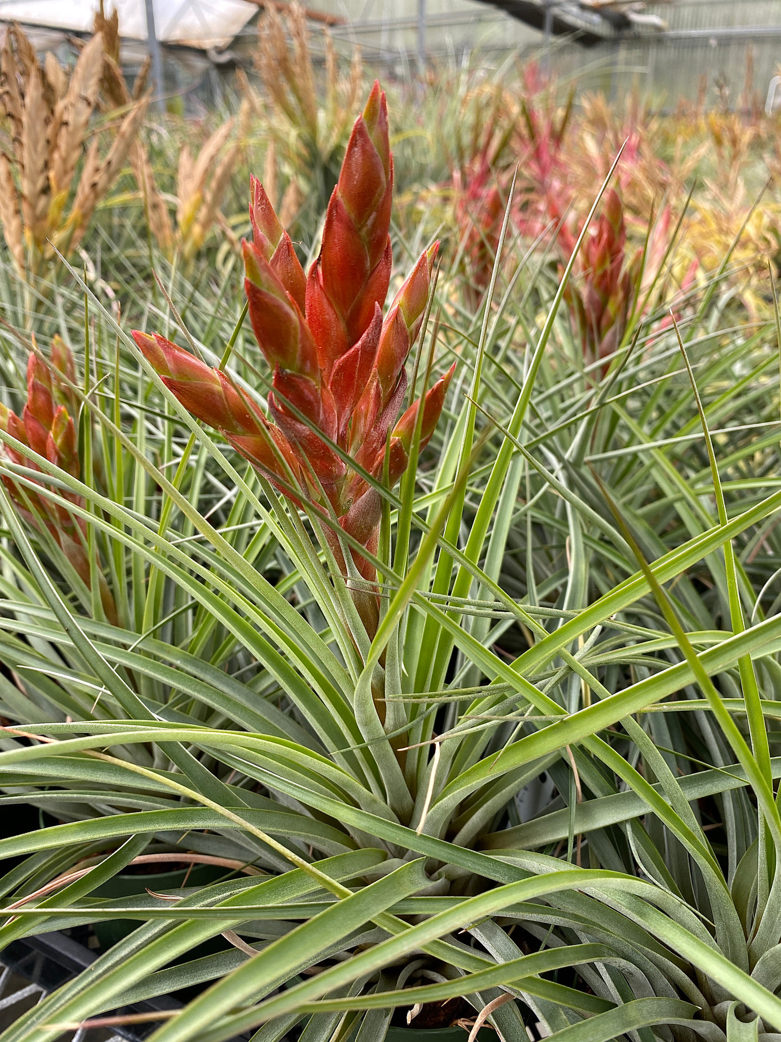 Tillandsia acostae Bird Rock Tropicals