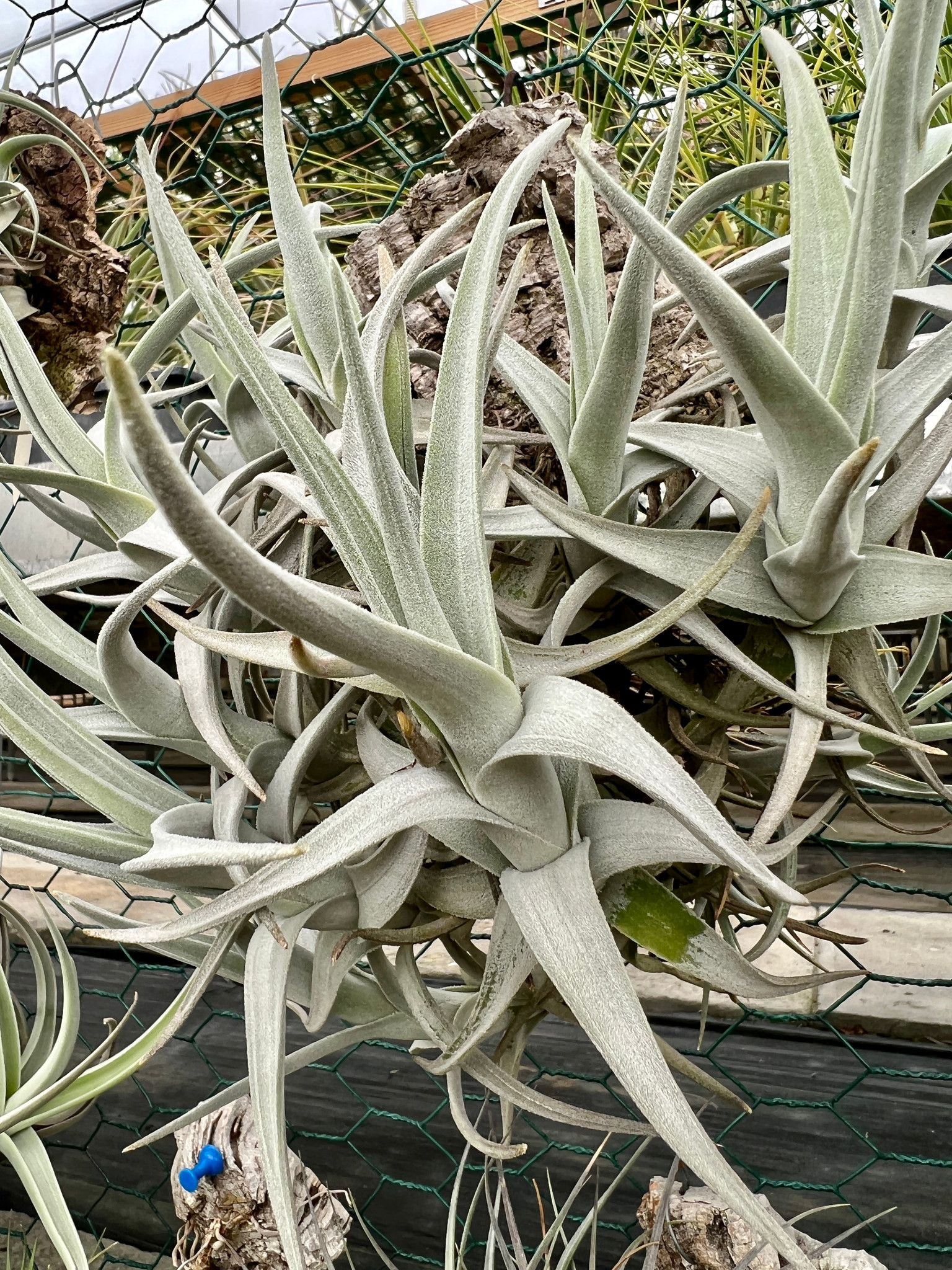 純銀 Tillandsia arequitae 98748チランジア・アレキタエ□エアプランツPRク