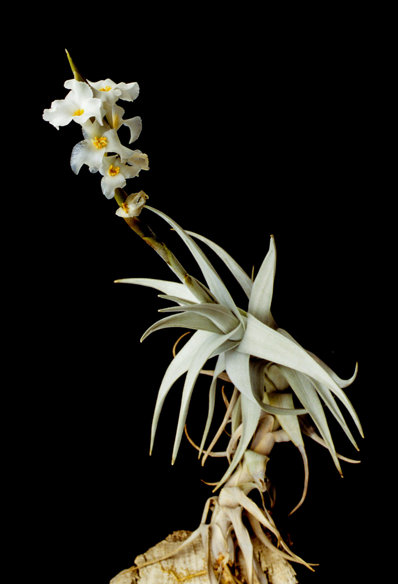 Tillandsia xiphoides x T.arequitae チランジア・クシフィオイデスx