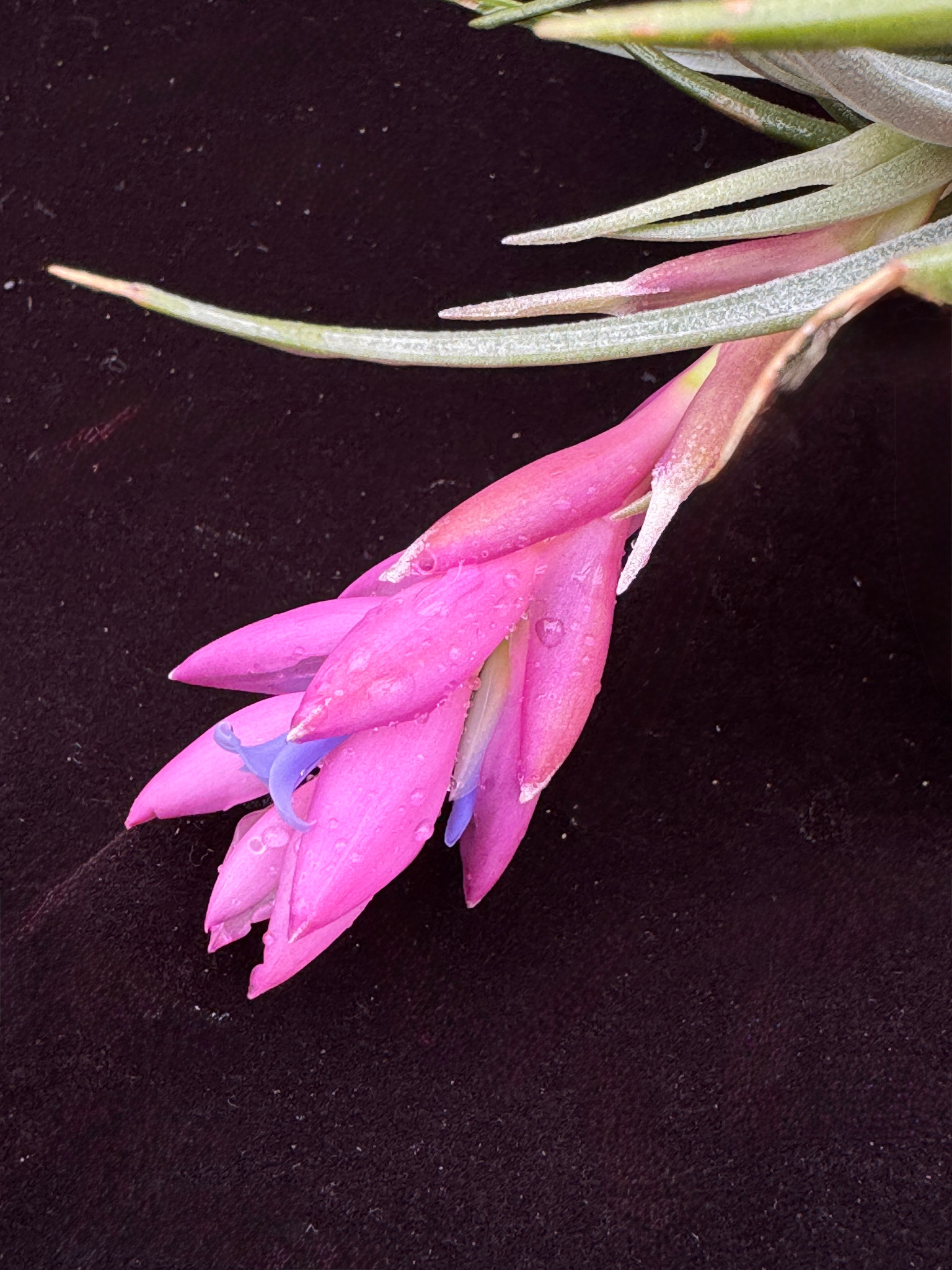 ティランジア Tillandsia carminea green Rio de Janeiro， Brazil