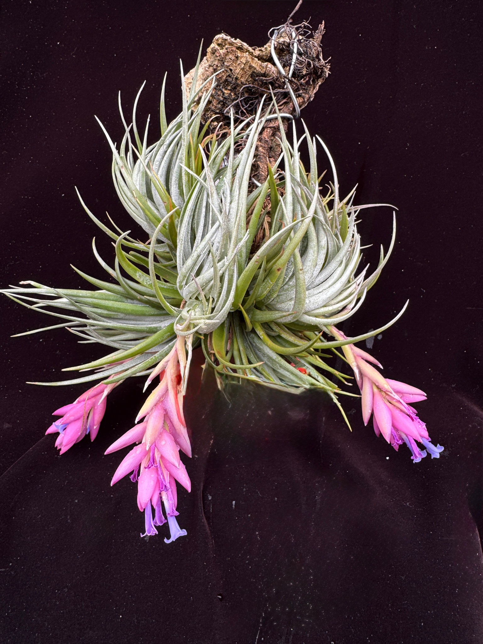 エアープランツ T.carminea Tillandsia carminea ブロメリア・エアー
