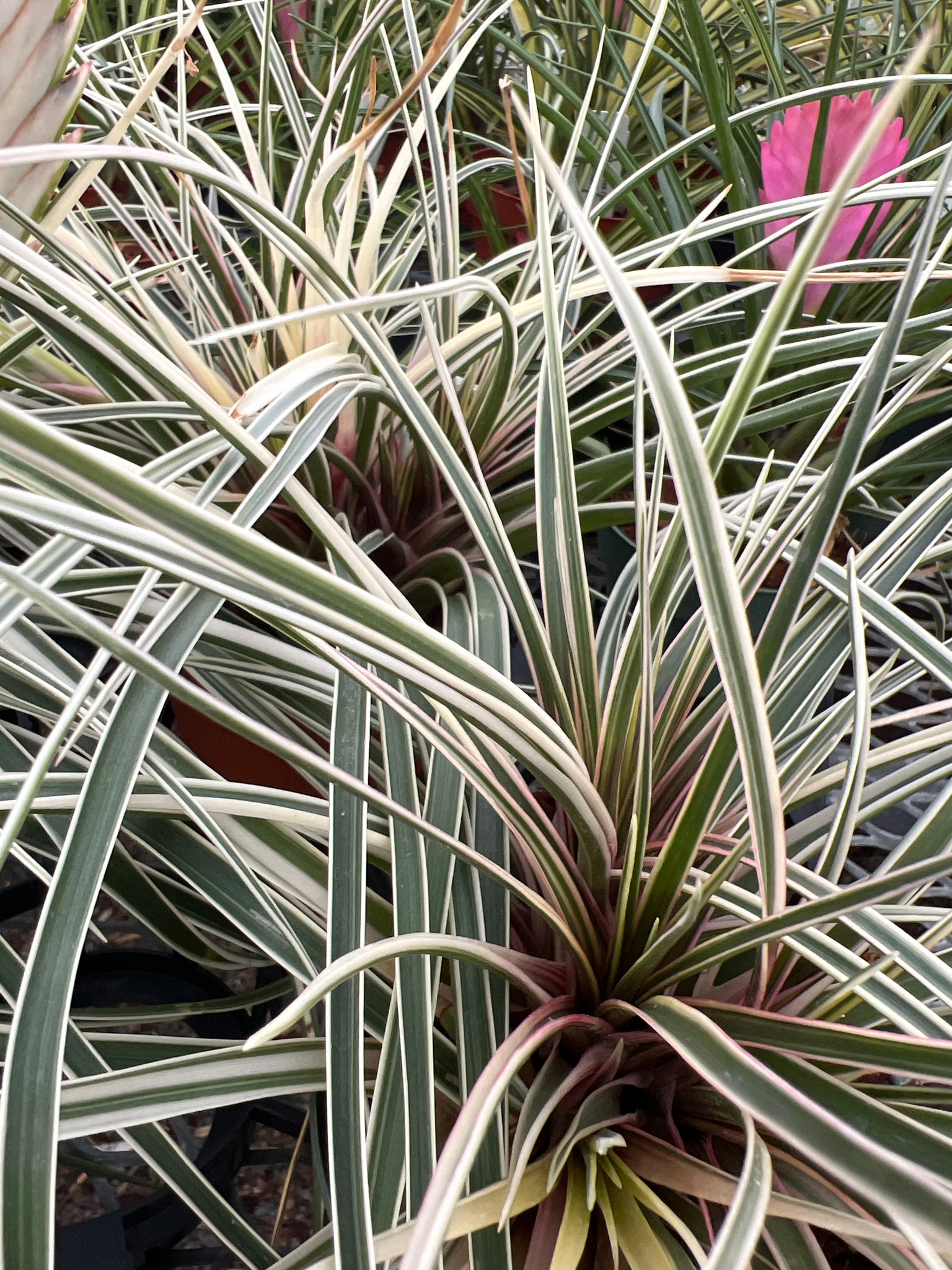 Wallisia (Tillandsia) cyanea (Albomarginated) - Bird Rock Tropicals