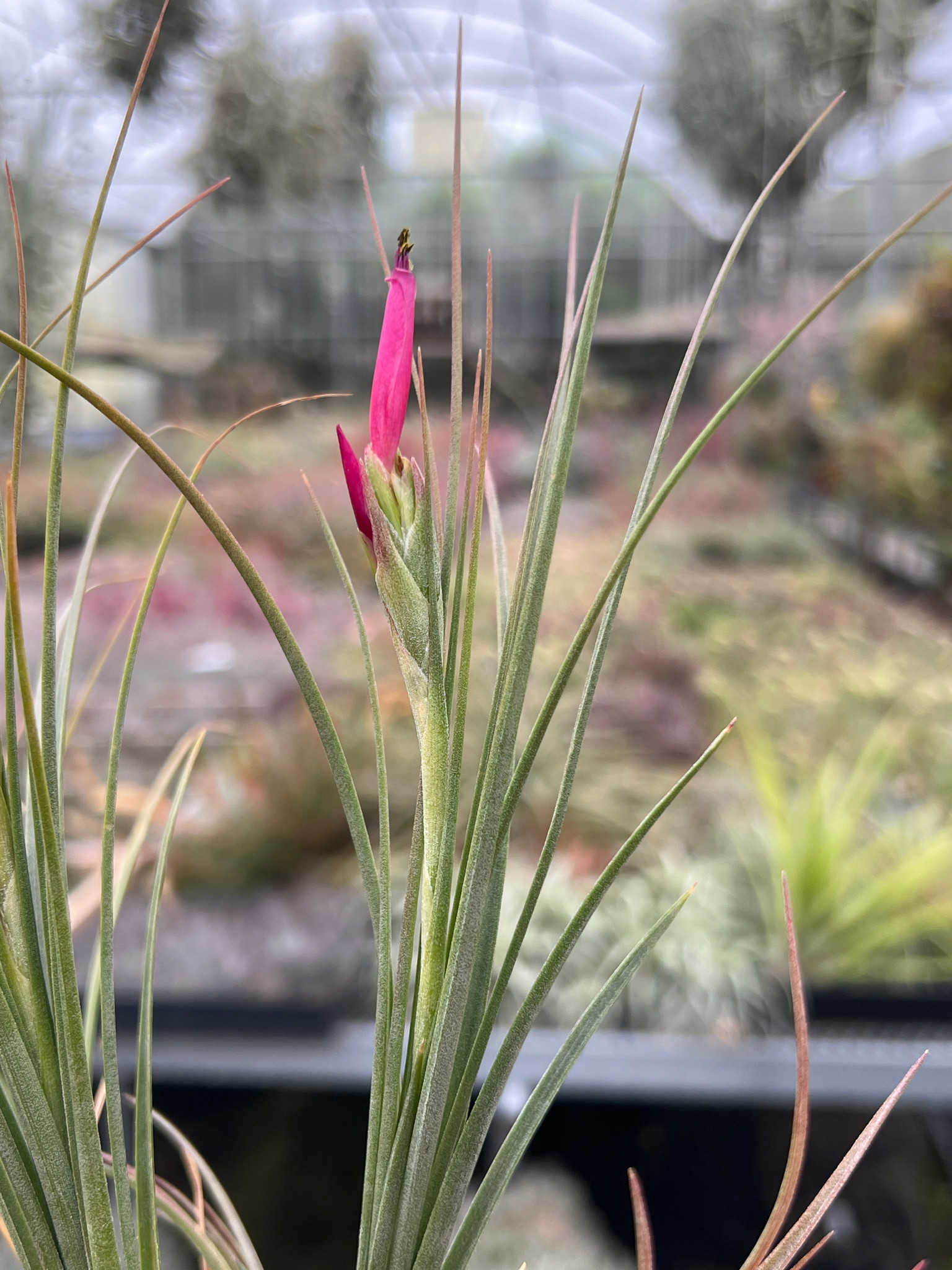 Tillandsia brealitoensis 確認用 tillandsia brealitoensis🔮