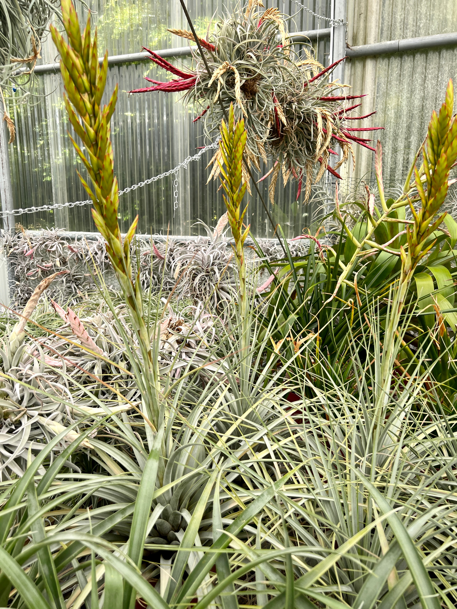 Tillandsia welzii - Bird Rock Tropicals