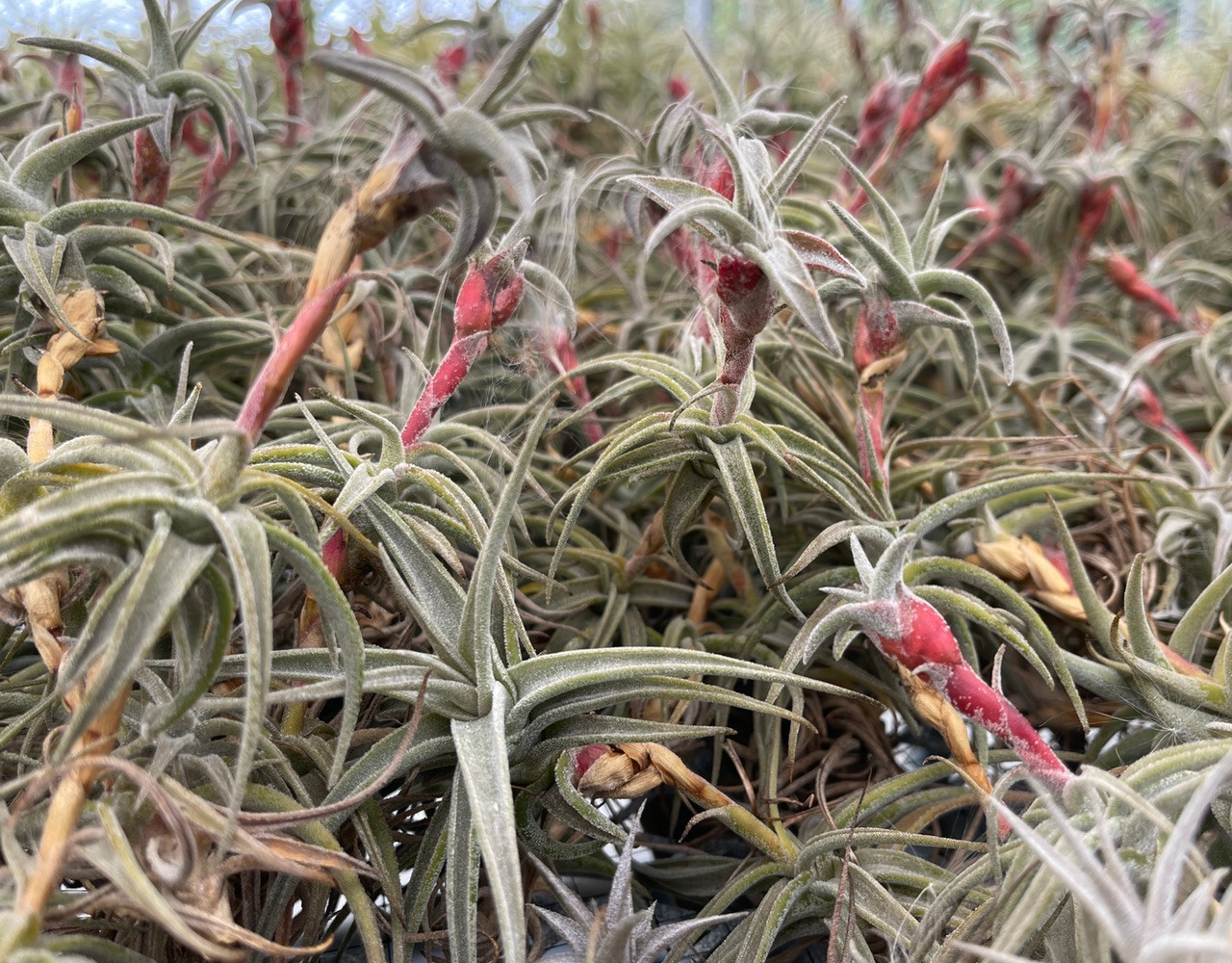 Tillandsia latifolia v. latifolia (small, pseudo-viviparous form