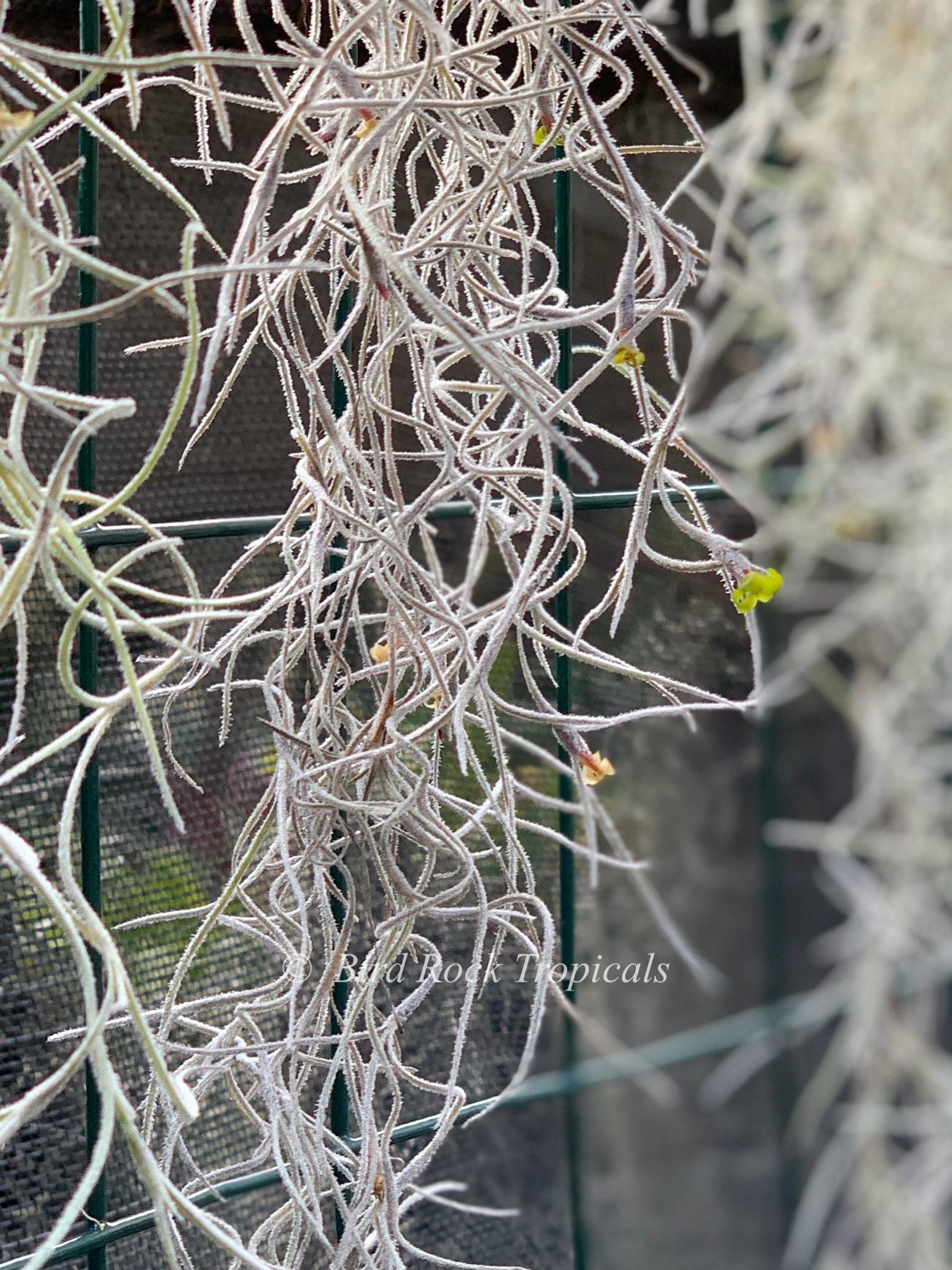 Spanish Moss or Tillandsia usneoides — Jungle Gardens