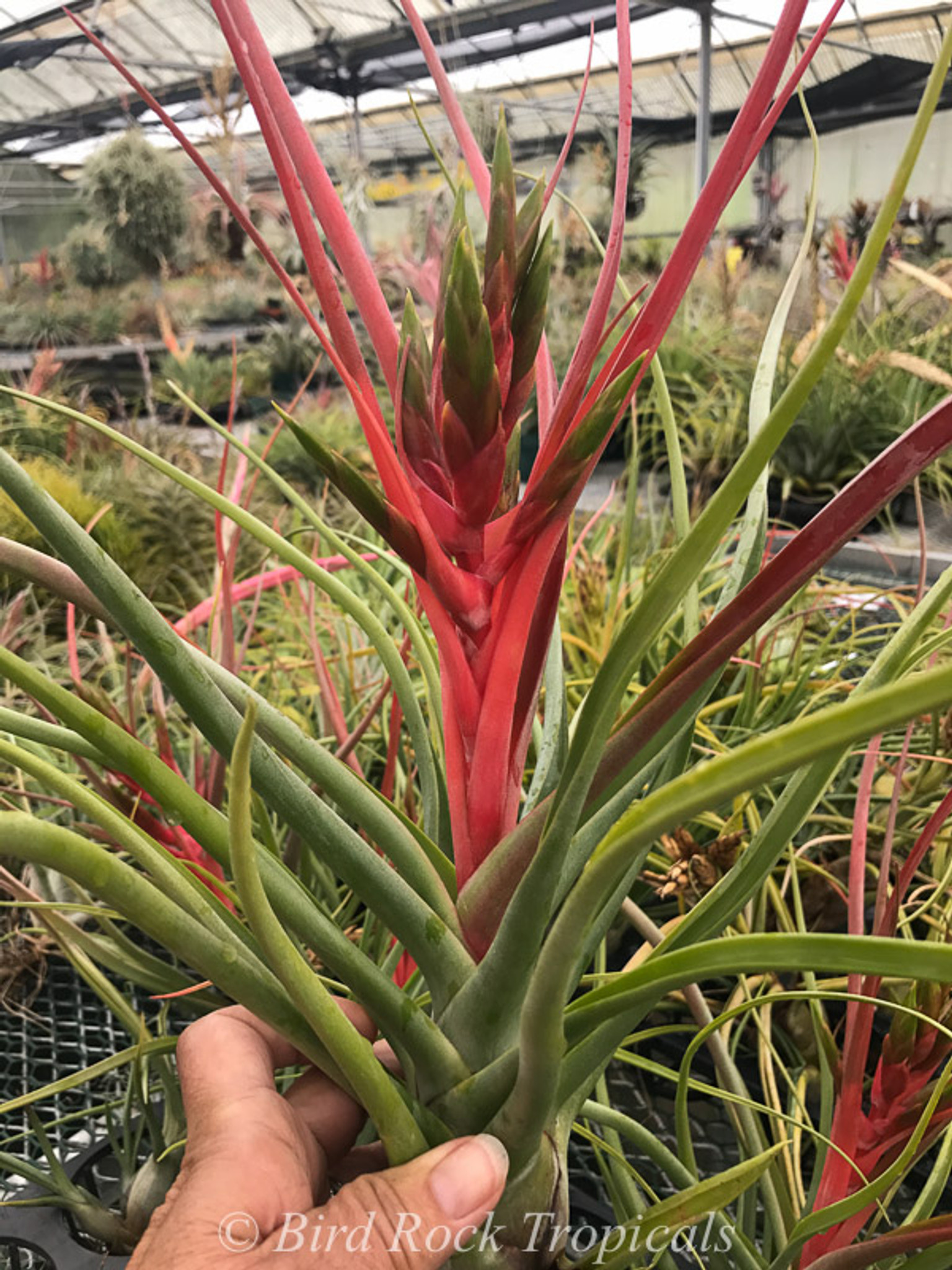 Tillandsia Rechoncho