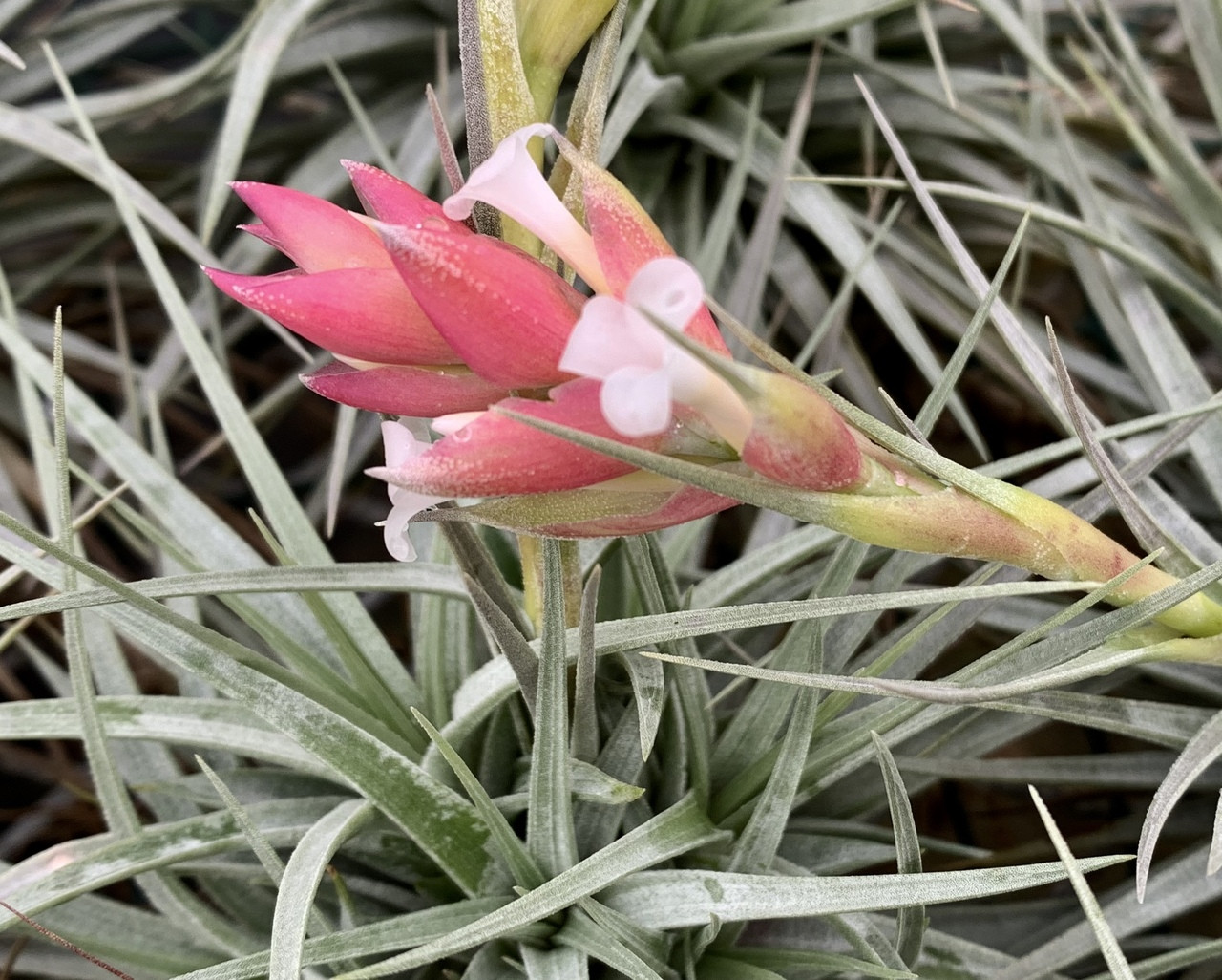 Tillandsia Strawberry Ice (T. stricta, white flowers) - Bird Rock