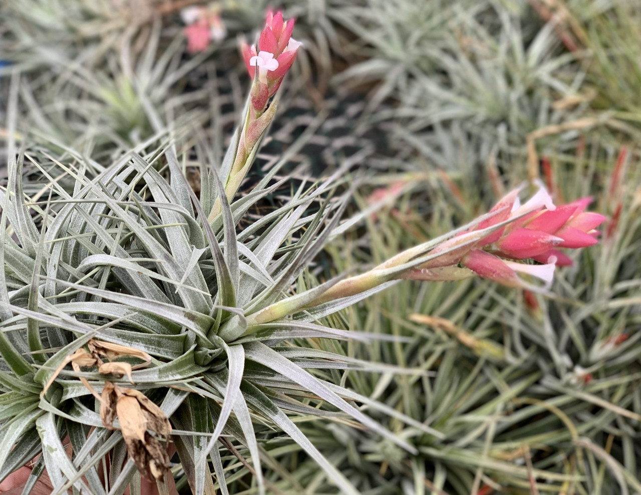 Tillandsia Strawberry Ice (T. stricta, white flowers) - Bird Rock