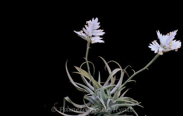 ブロメリア・エアープランツ Tillandsia 'Casper' cv. of cacticola Tillandsia 'Casper' ( T. cacticola 'Alba') - Bird Rock Tropicals