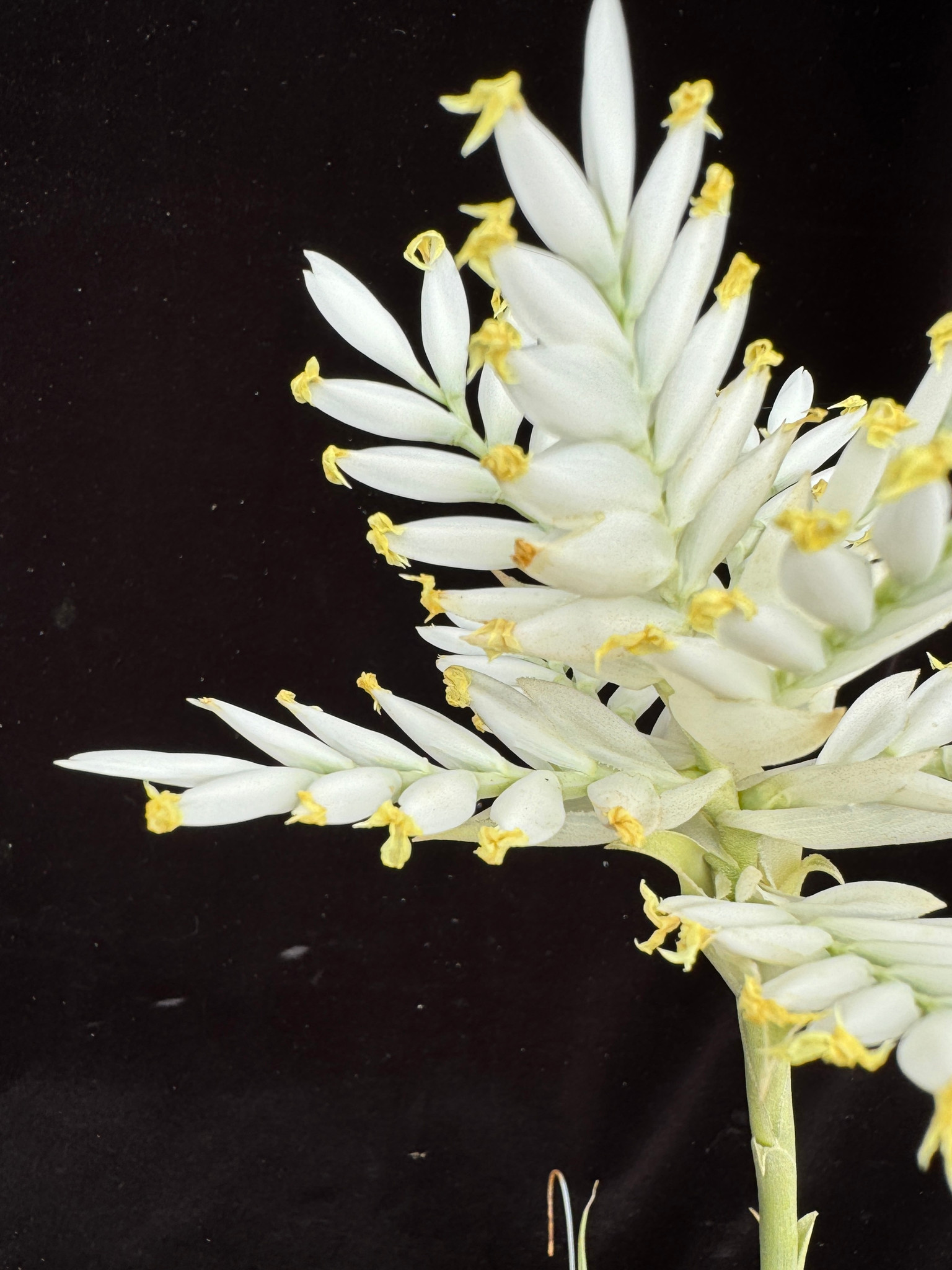 チランジア　カクティコラ　アルバ Tillandsia cacticola 'Alba' チランジア・カクティコラ アルバ○エア