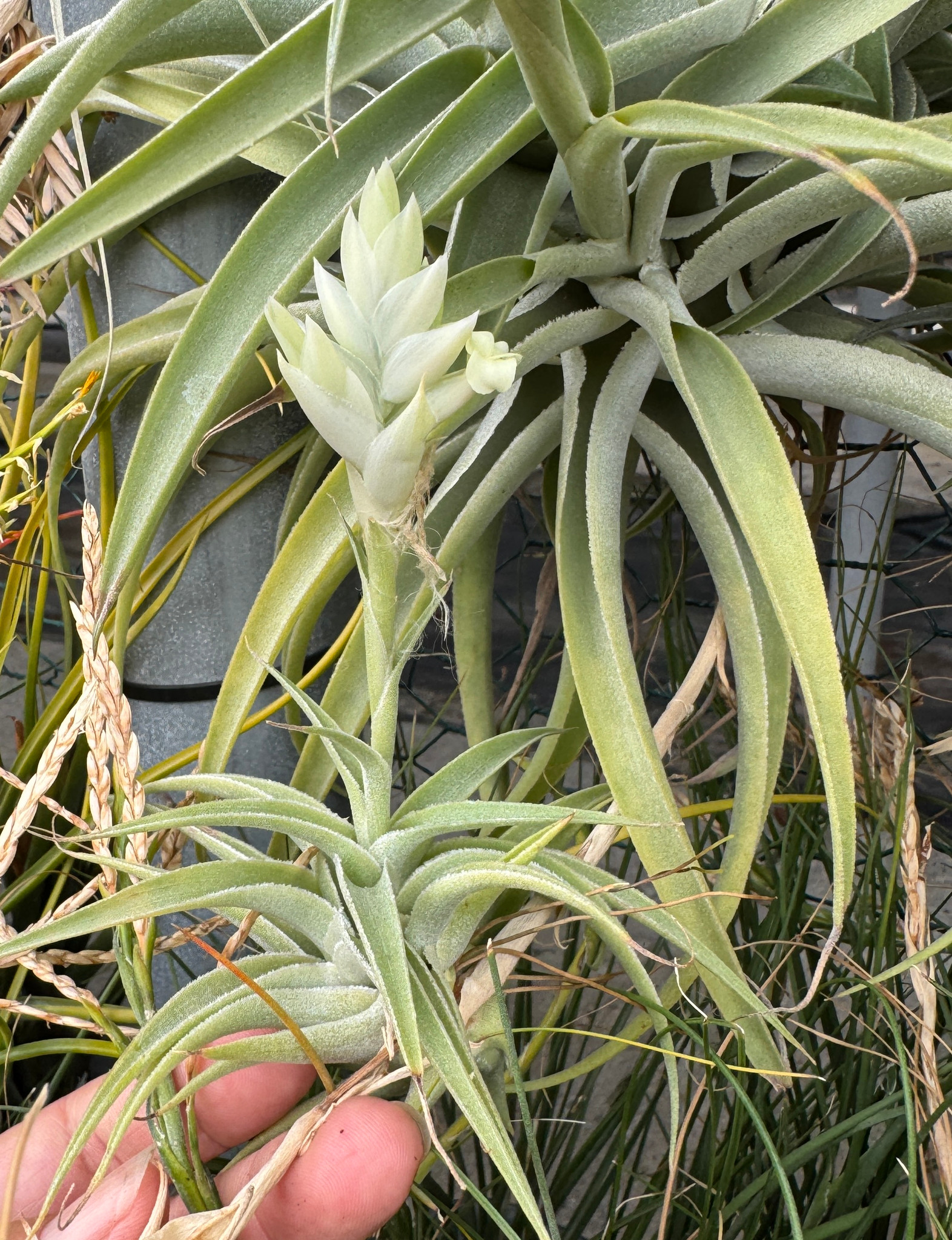 Tillandsia Tillandsia cacticola 'Alba' チランジア・カクティコラ