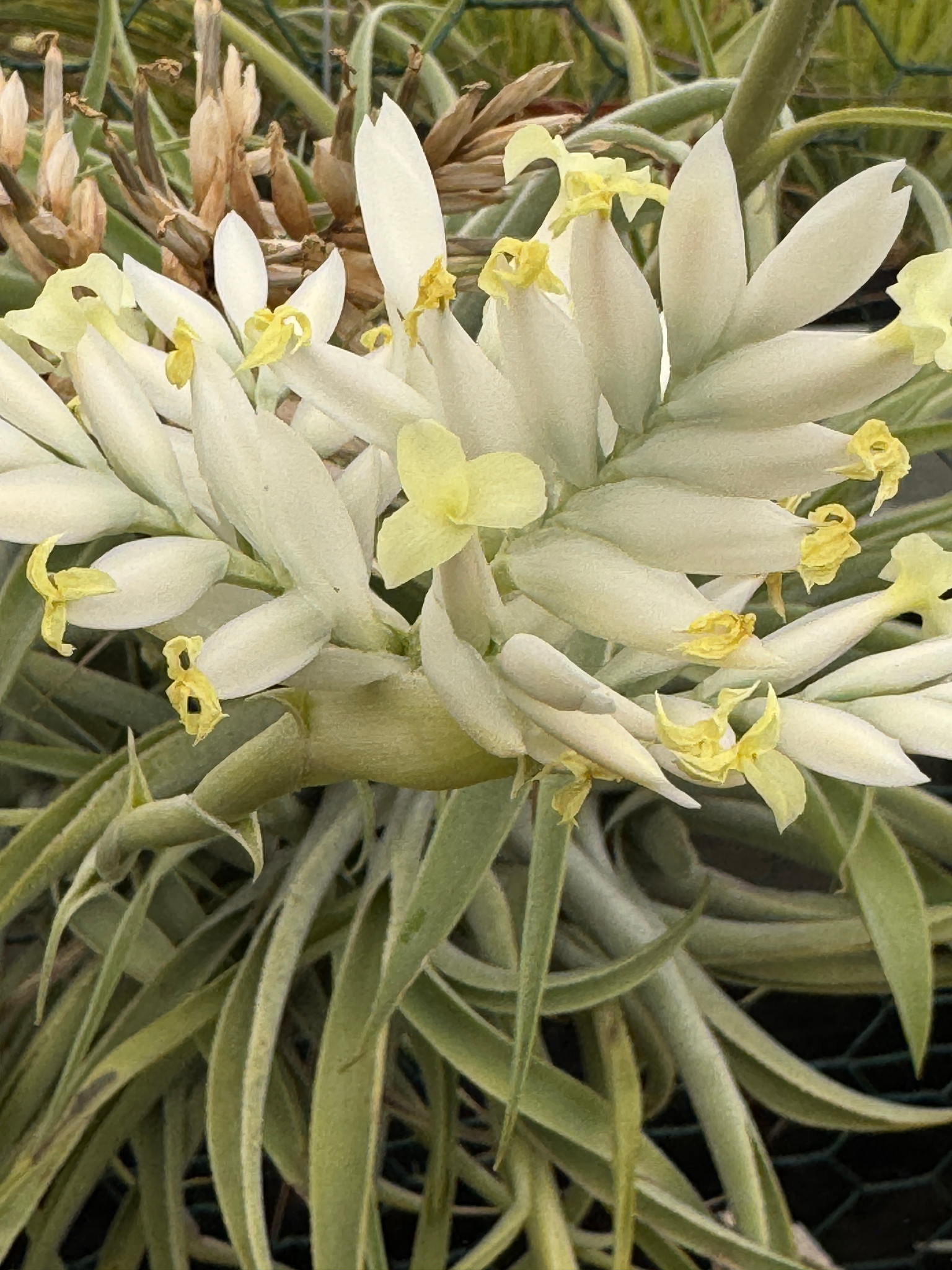 Tillandsia cacticola 'Alba' チランジア・カクティコラ アルバ☆エア