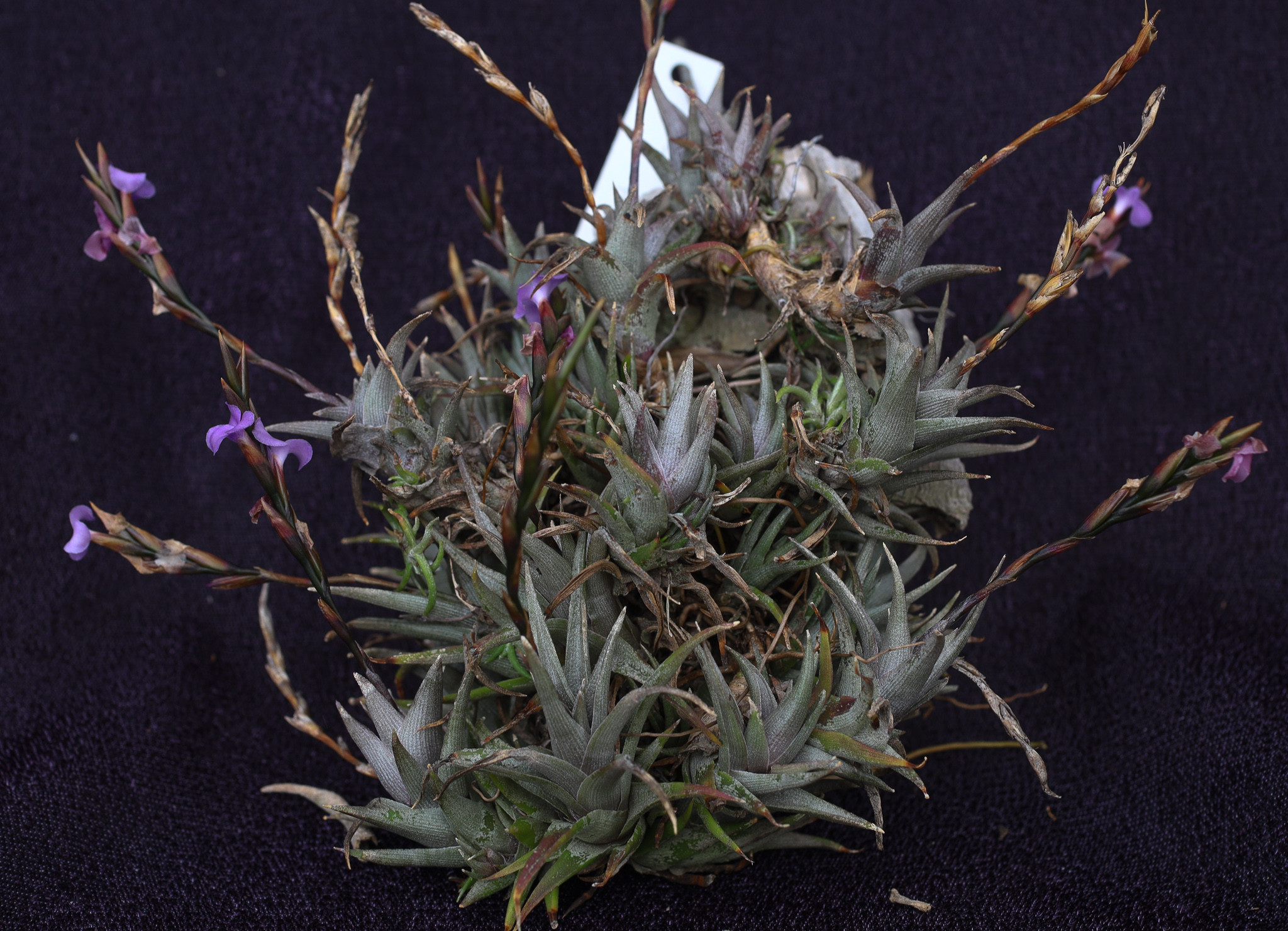 Tillandsia peiranoi - Bird Rock Tropicals