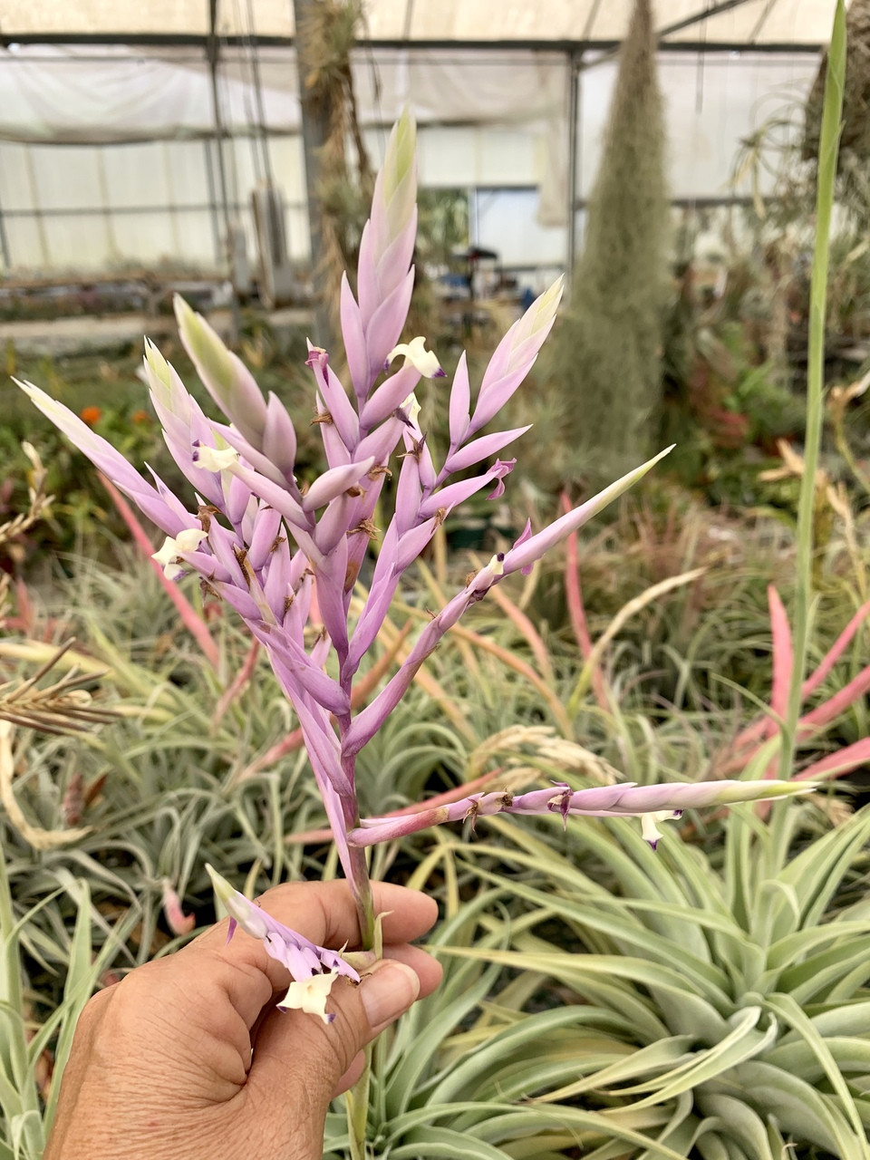 Tillandsia cacticola 'Splendid' - Bird Rock Tropicals