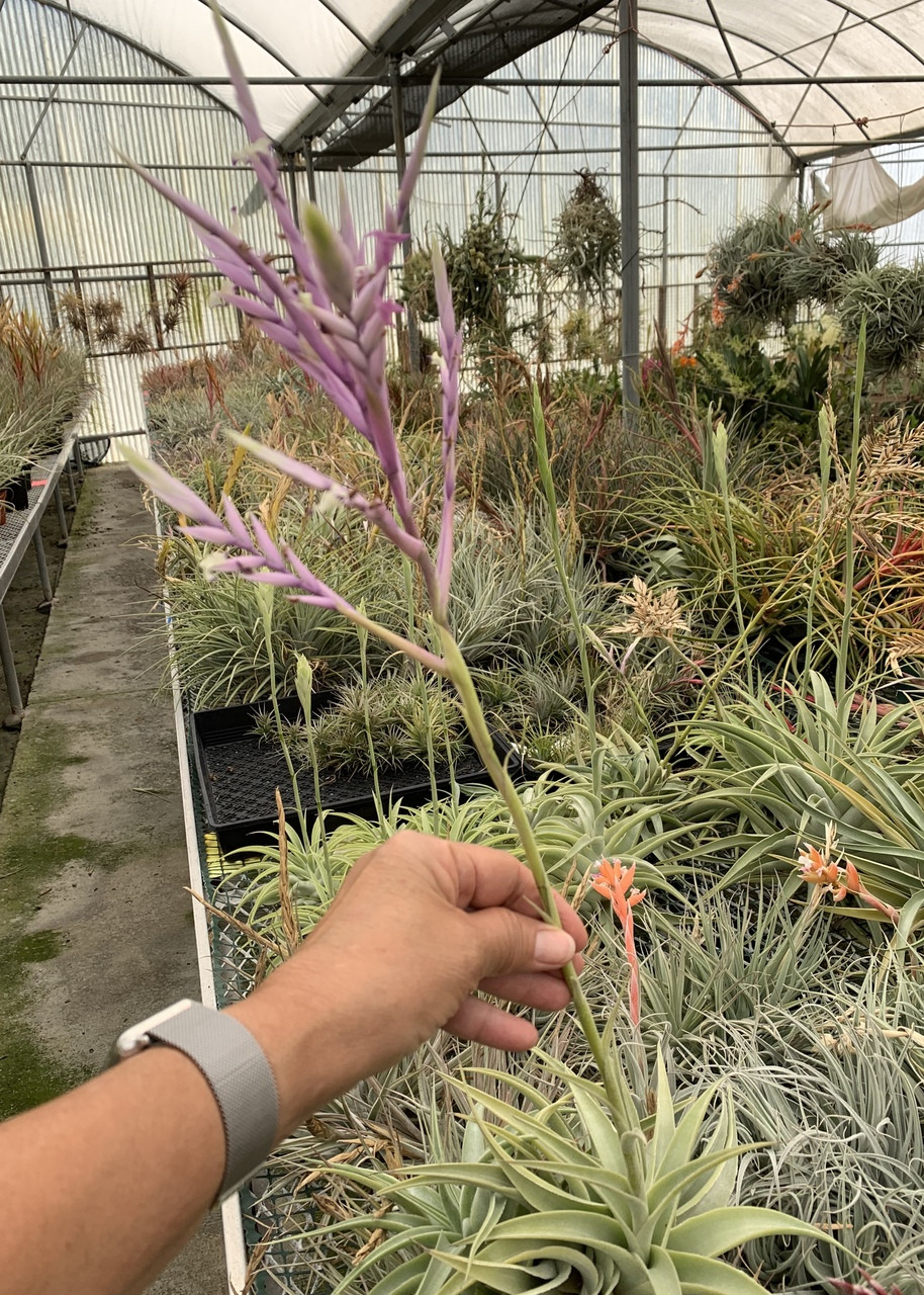 Tillandsia cacticola 'Splendid' - Bird Rock Tropicals
