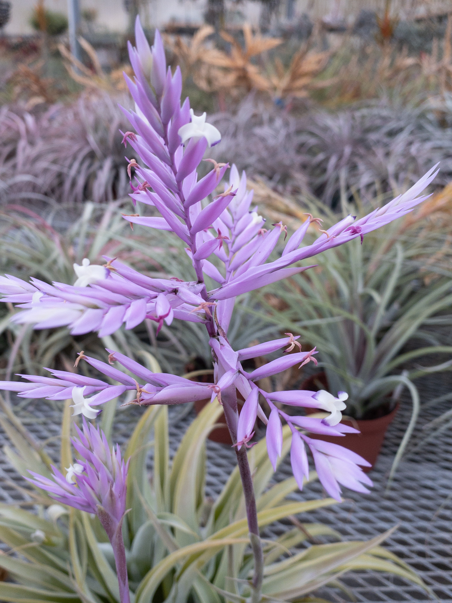 Tillandsia cacticola 'Splendid' - Bird Rock Tropicals