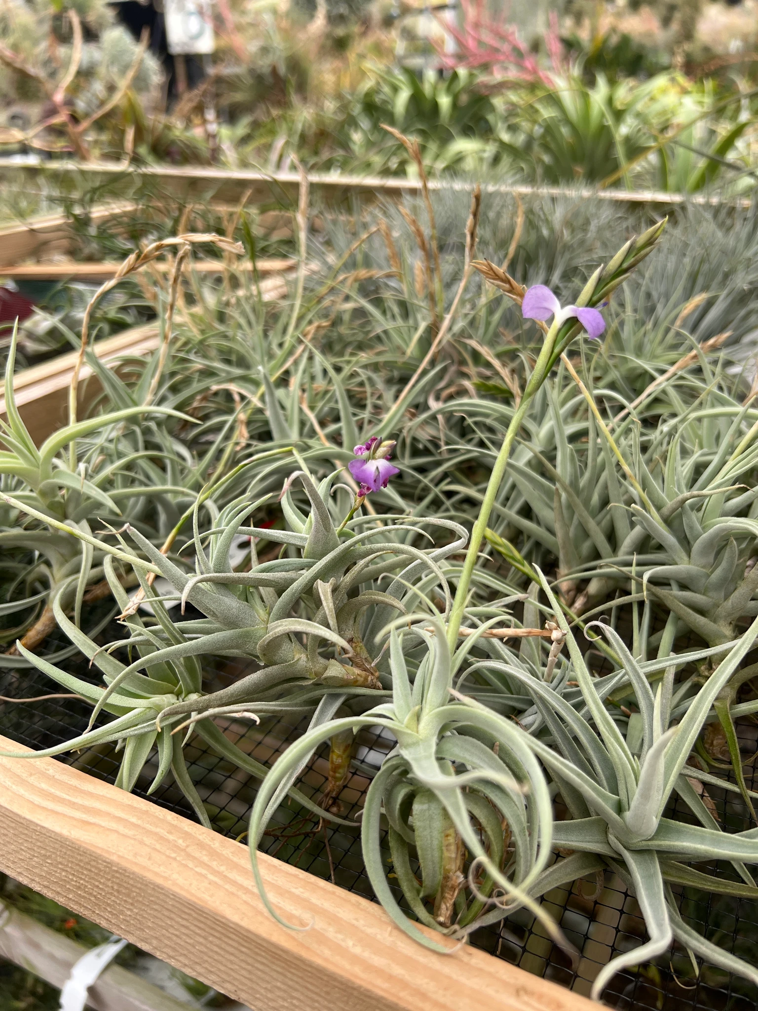 Tillandsia paleacea v. apurimacensis - Bird Rock Tropicals