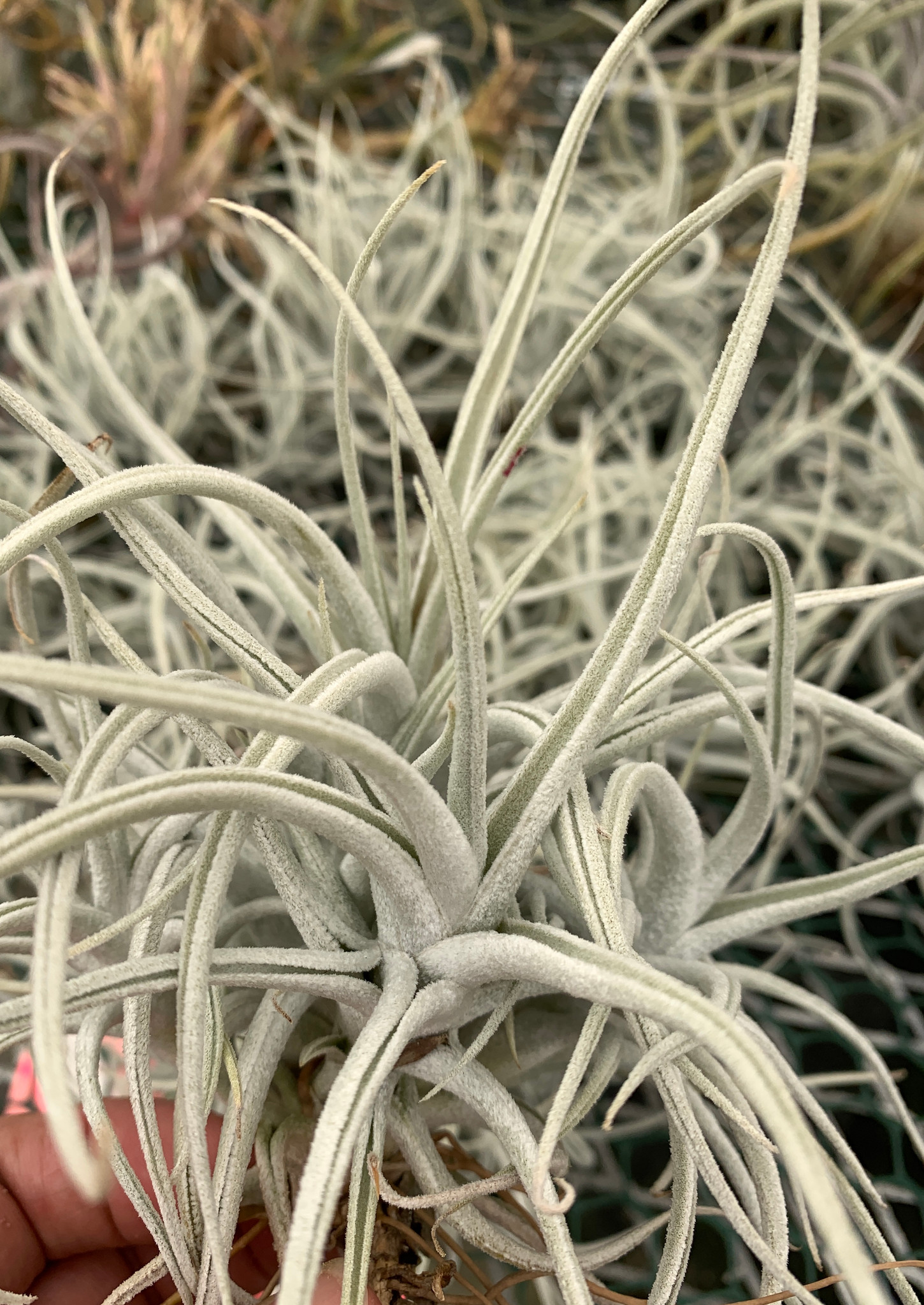 Tillandsia mitlaensis v. tulensis - Bird Rock Tropicals