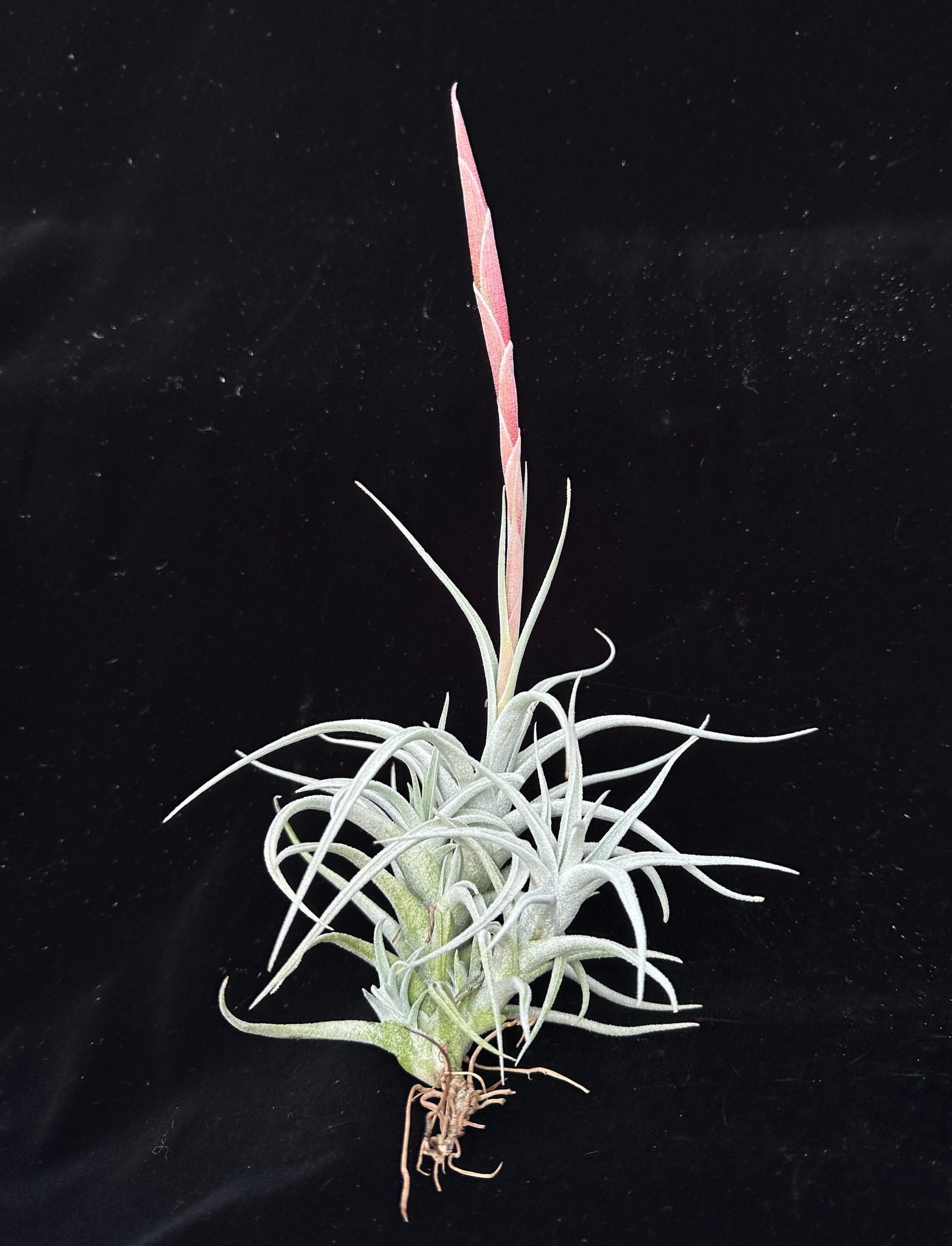 Tillandsia mitlaensis v. tulensis - Bird Rock Tropicals