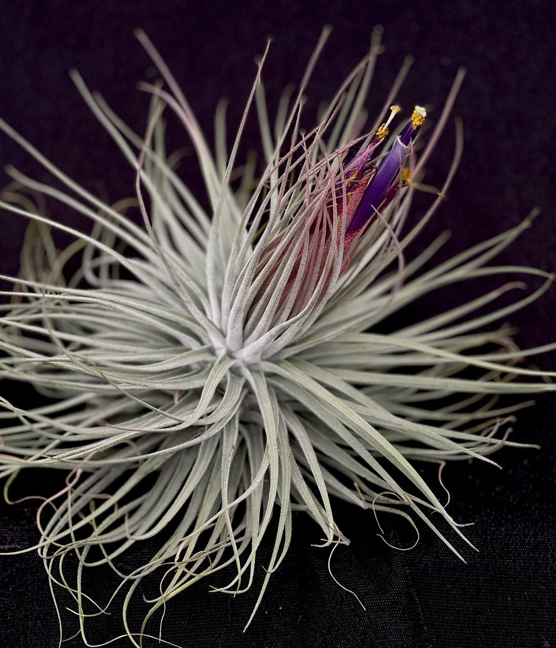 Tillandsia velickiana x magnusiana - Bird Rock Tropicals