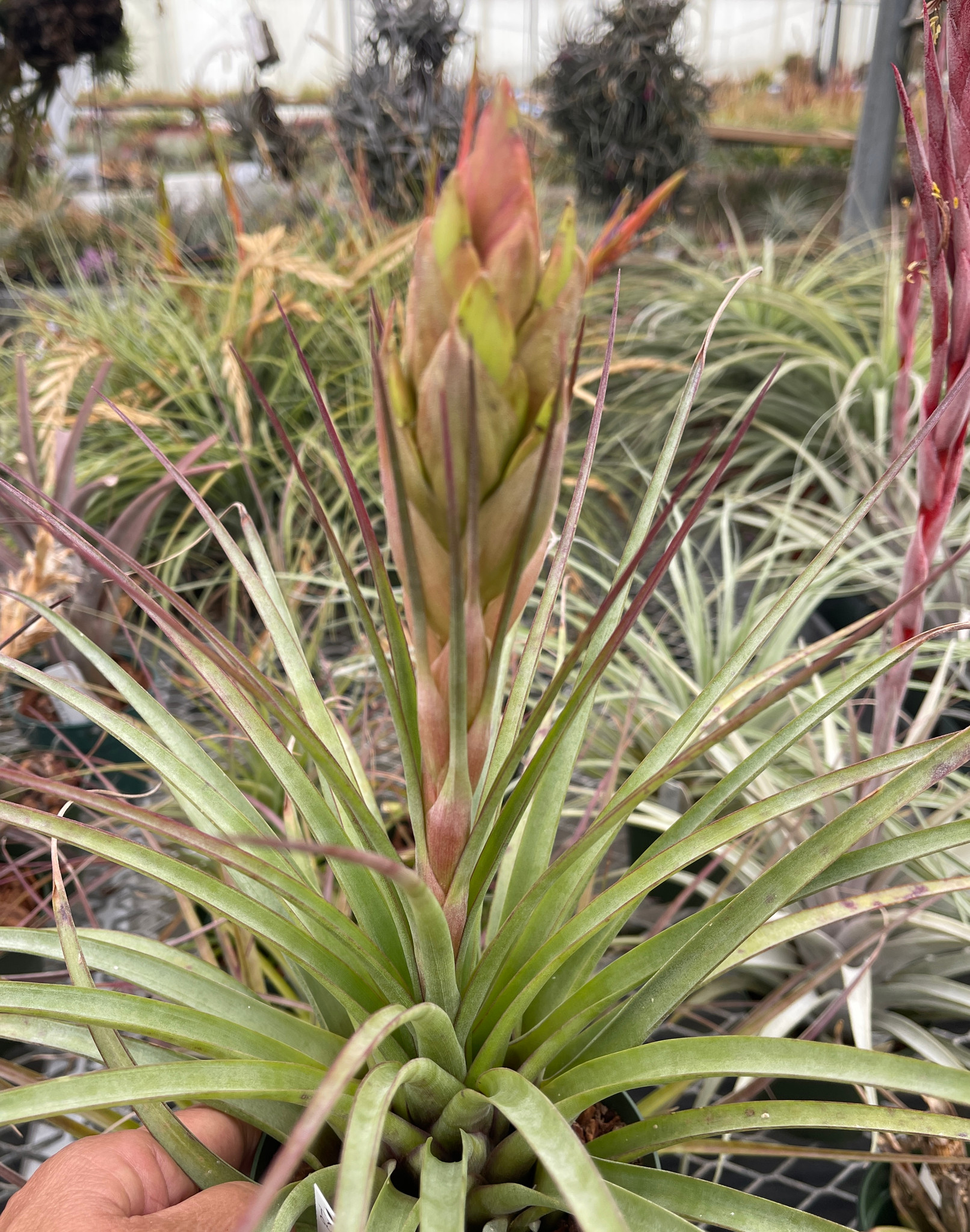 Tillandsia fasciculata v. uncispica x moscosoi - Bird Rock Tropicals