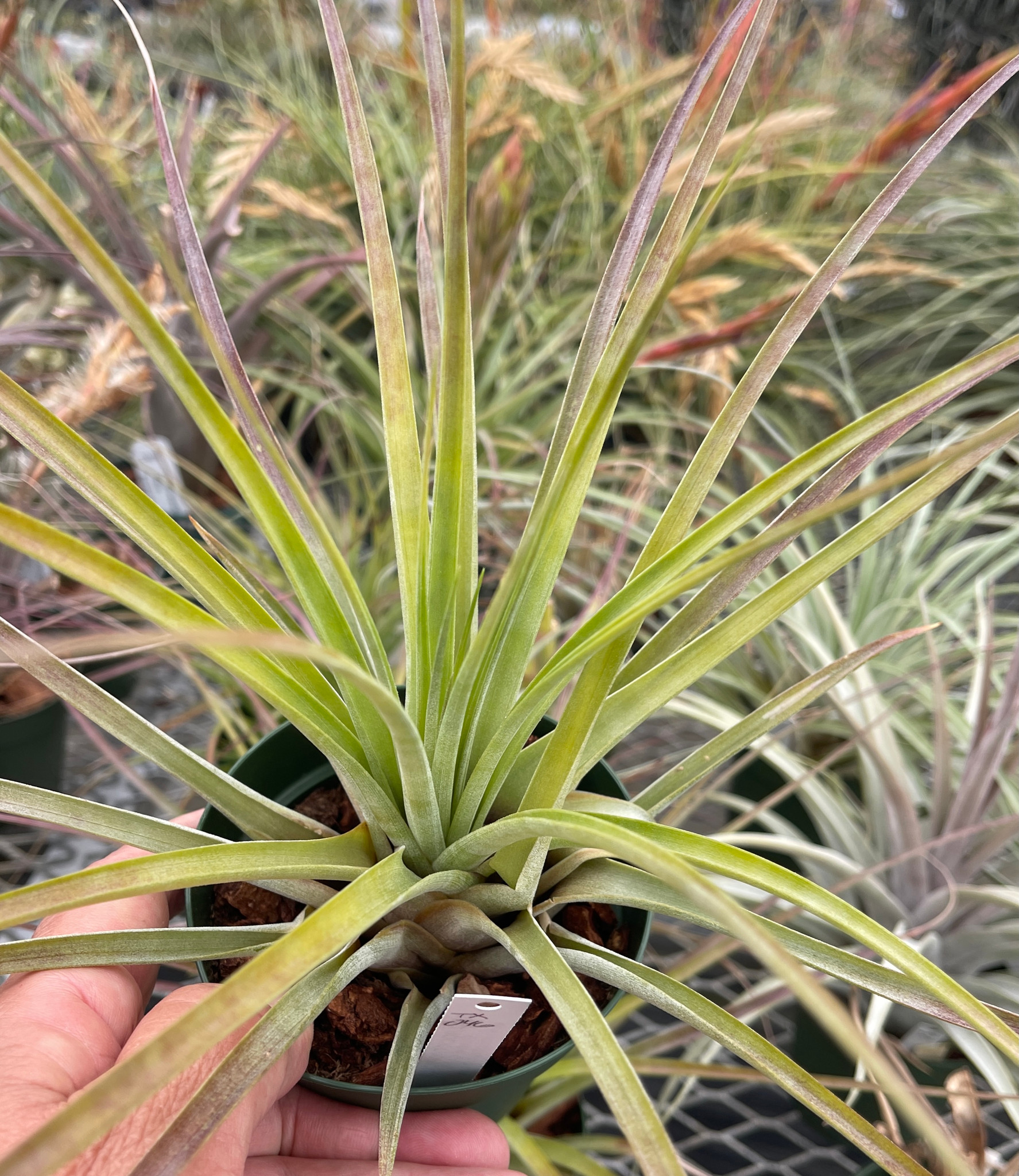 ブロメリア・エアープランツ Tillandsia fasciculata alba from Domingo Tillandsia fasciculata v. fasciculata (red, multi-branched) - Bird