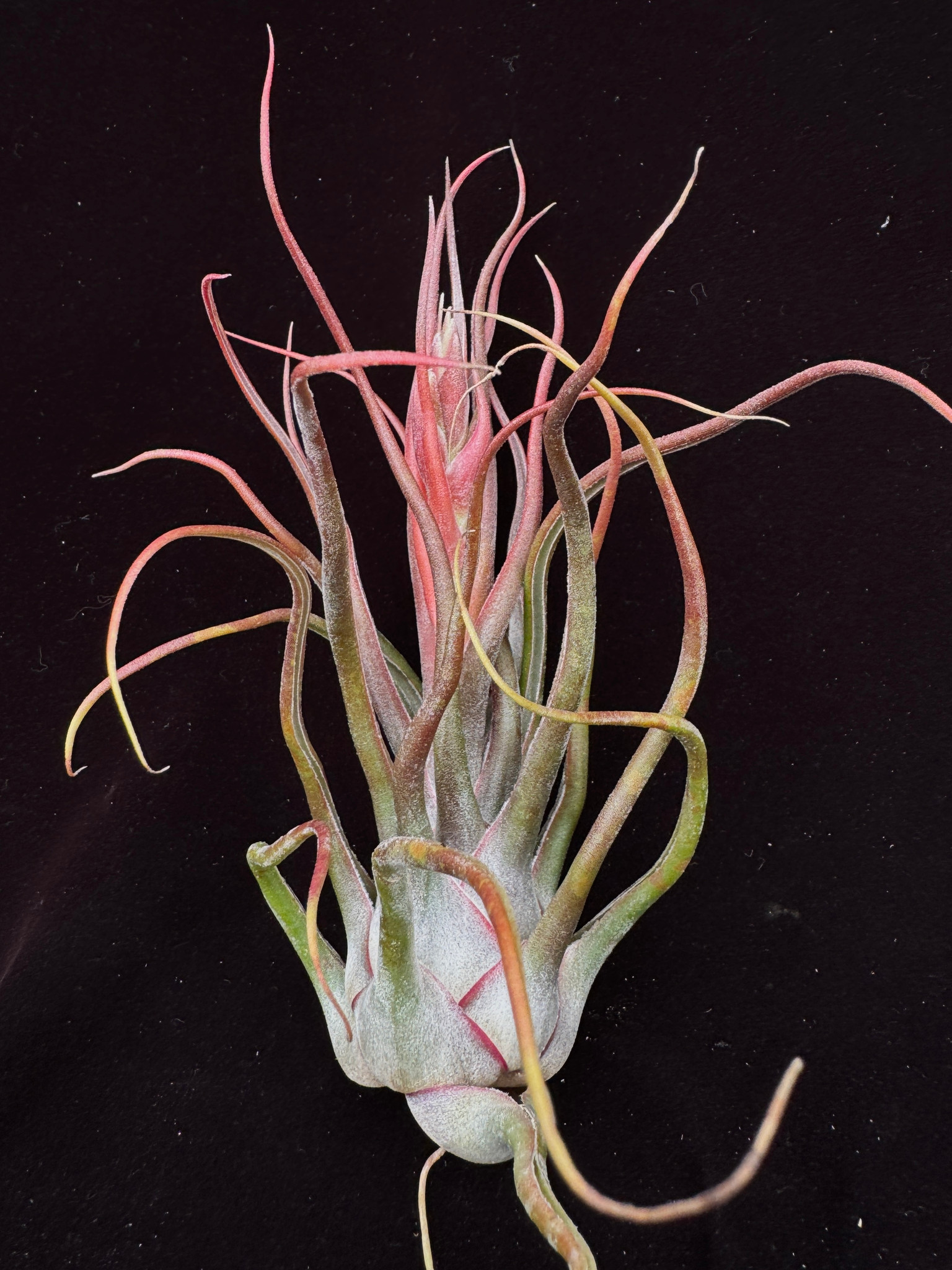 Tillandsia Charles Wiley (T. seleriana X bulbosa) - Bird Rock