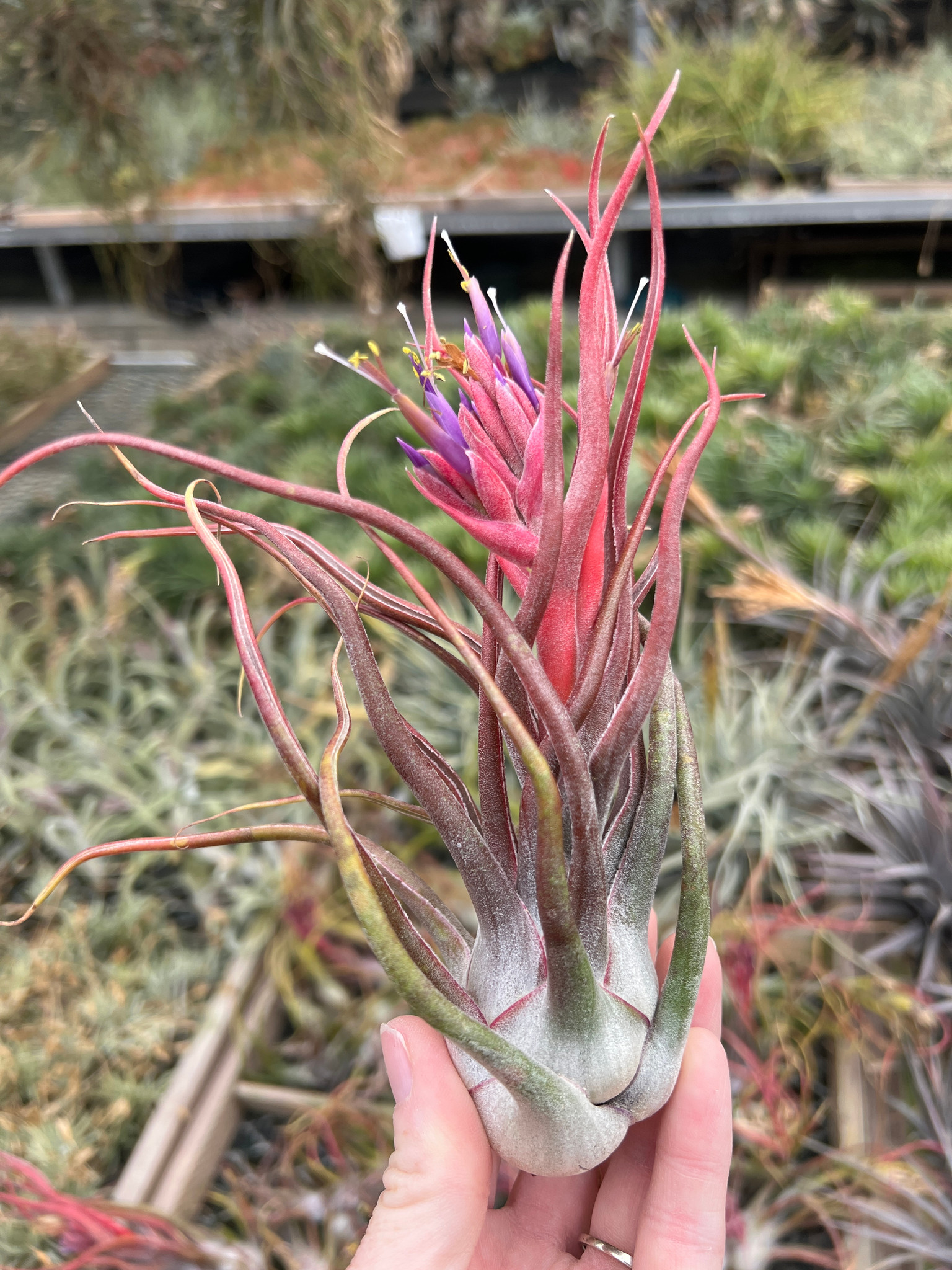 Tillandsia Charles Wiley (T. seleriana X bulbosa) - Bird Rock