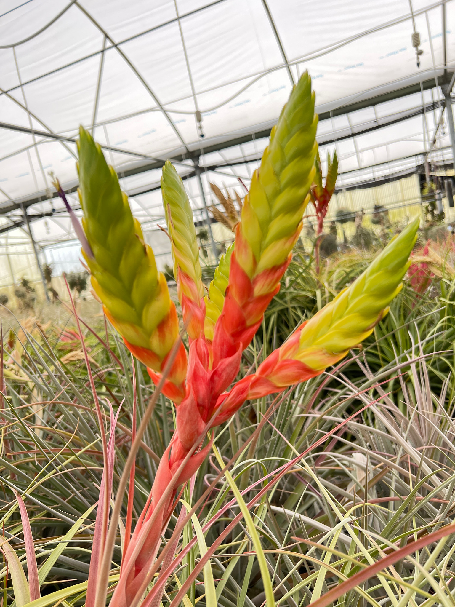 Tillandsia Amigo (T. jalisco-monticola x rothii) - Bird Rock Tropicals
