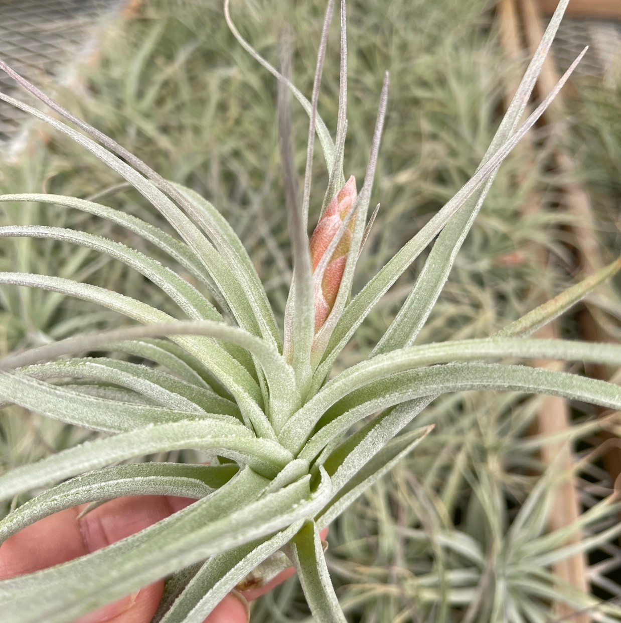 Tillandsia stricta x leonamiana - Bird Rock Tropicals