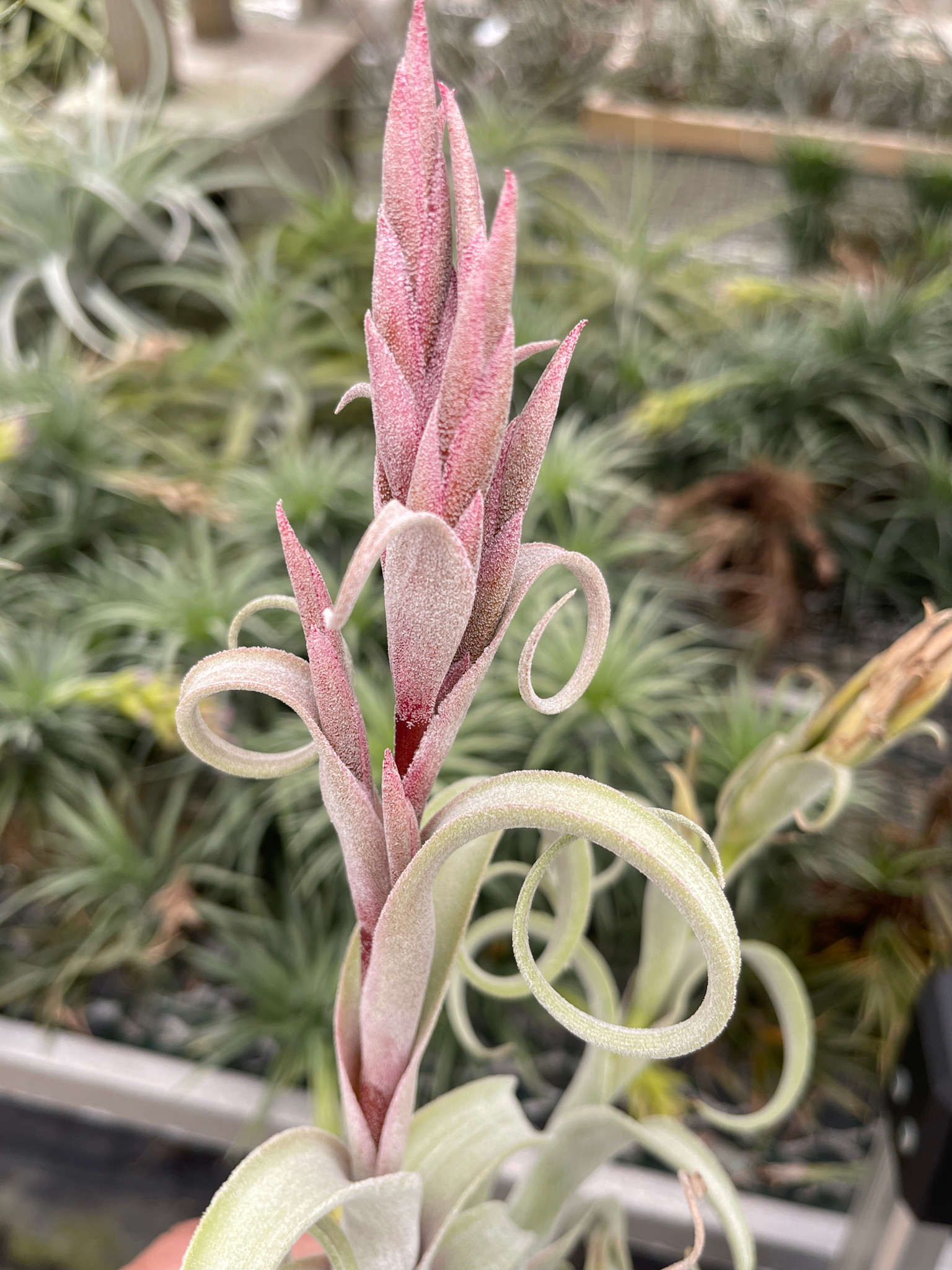 Tillandsia diguetii x schubertii (Nat. hybrid) - Bird Rock Tropicals