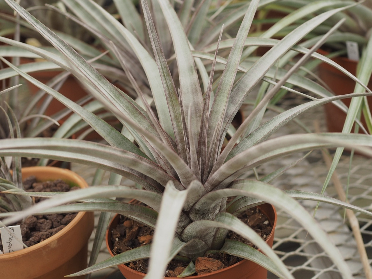 Tillandsia Mayan Gold (T. gayi x leucolepis) - Bird Rock Tropicals