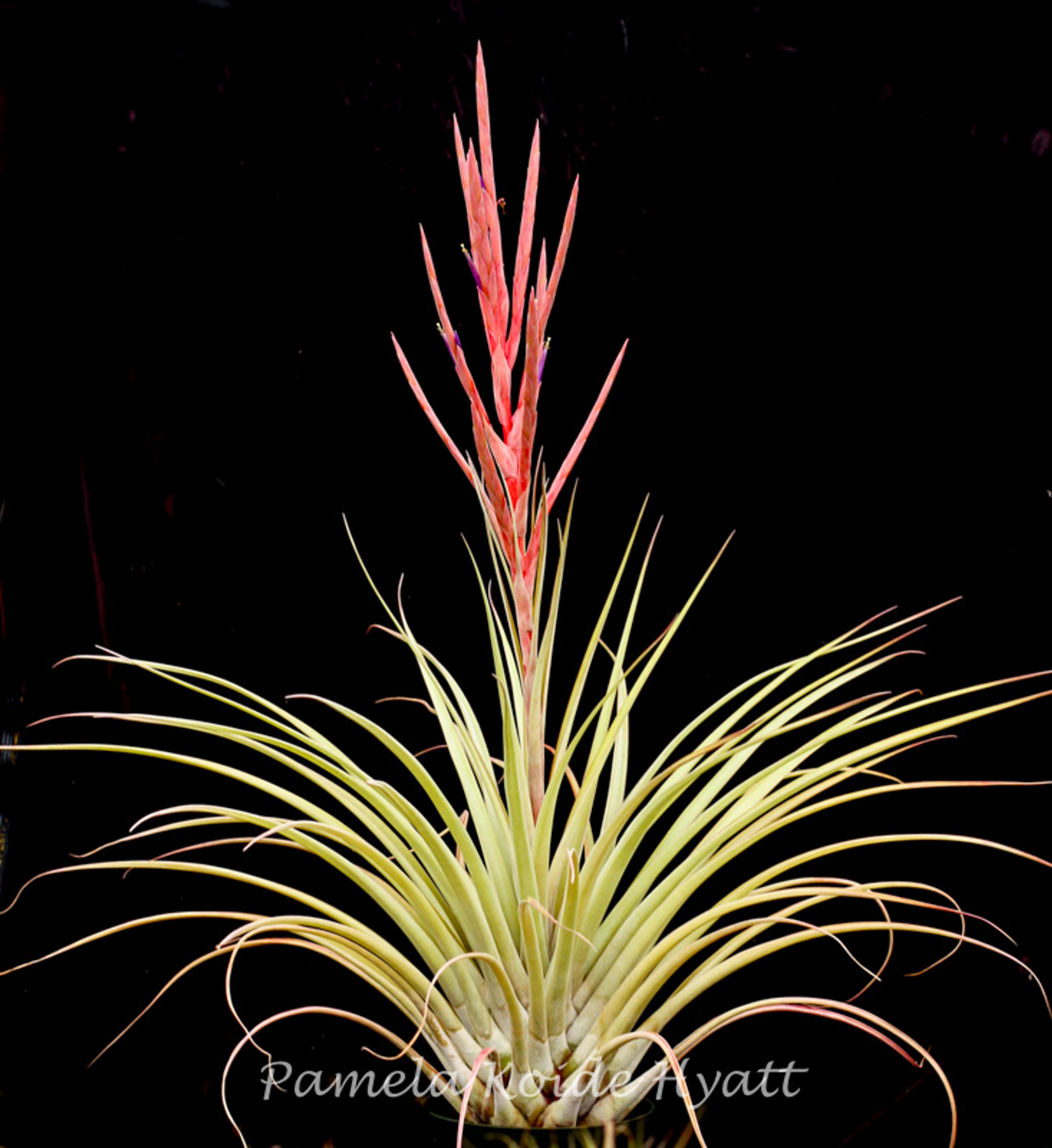 Tillandsia fasciculata v. densispica (DR) x subteres