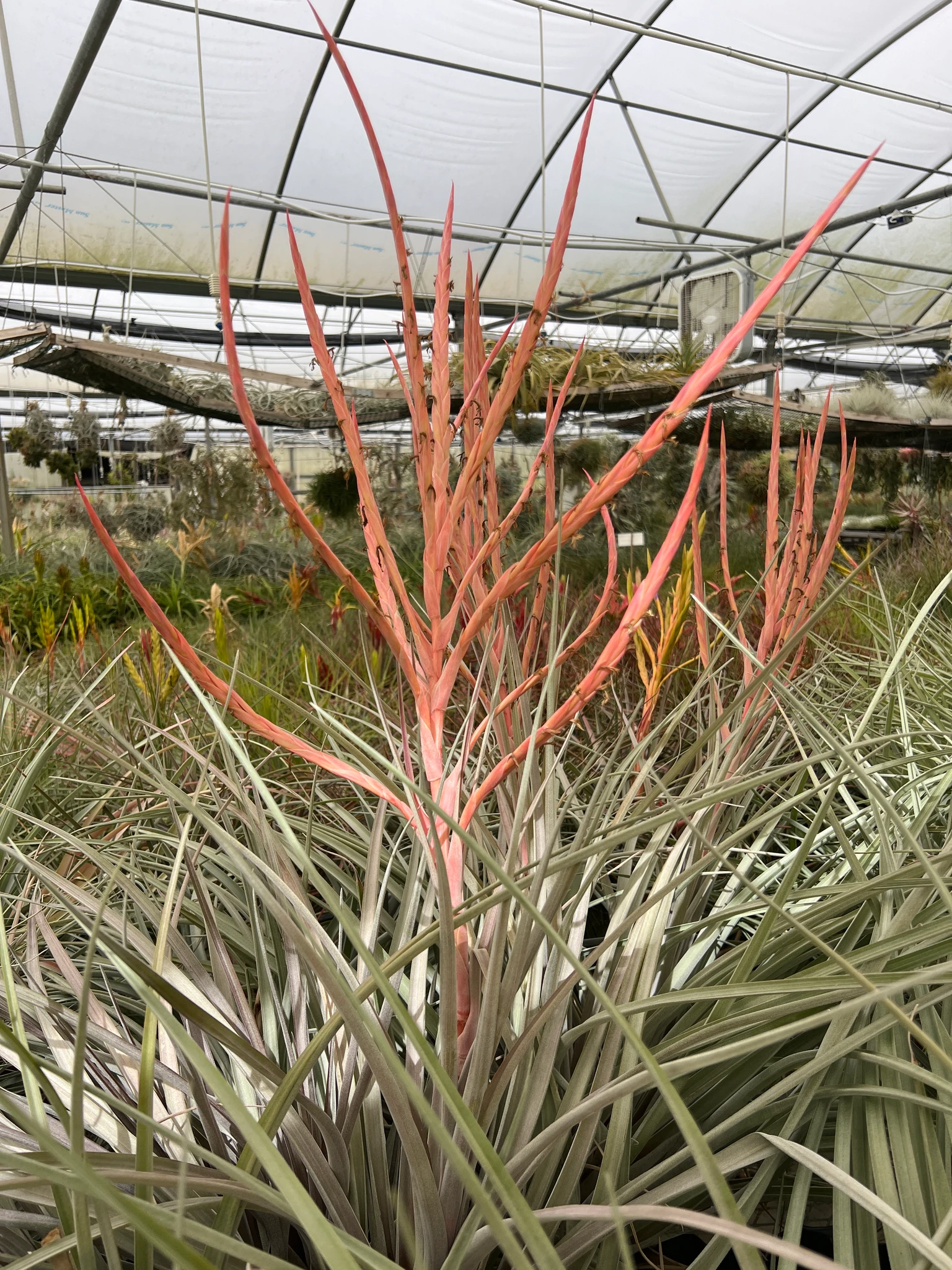 Tillandsia fasciculata v.densis ×strepto Tillandsia fasciculata v. densispica (DR) x subteres - Bird Rock