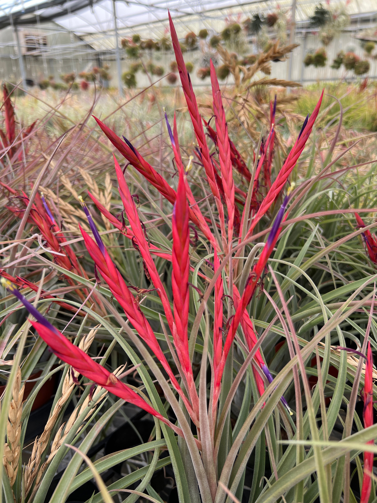 Tillandsia flabellata x caput-medusae 'Robust' - Bird Rock