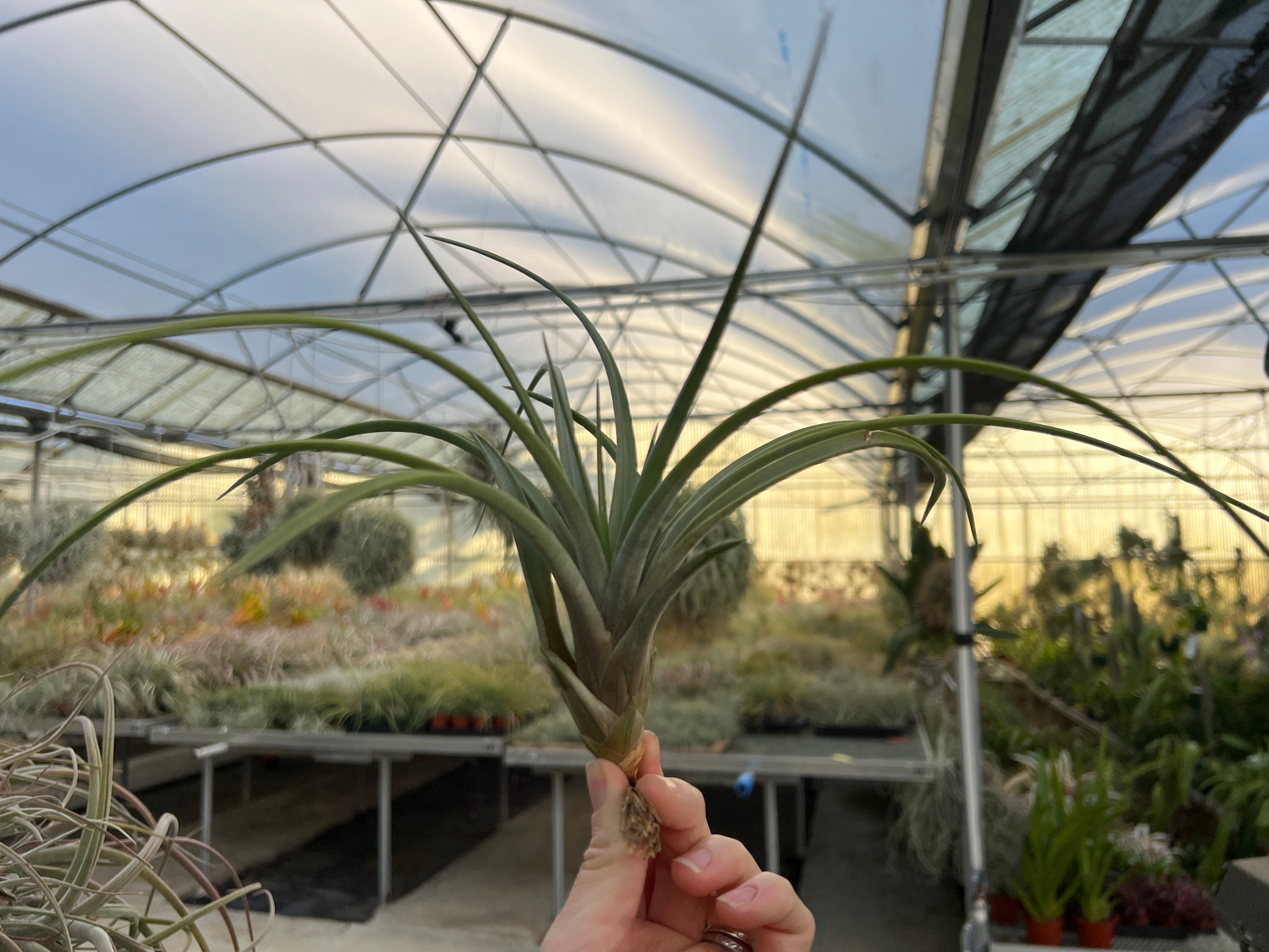 Tillandsia schatzlii x tricolor - Bird Rock Tropicals