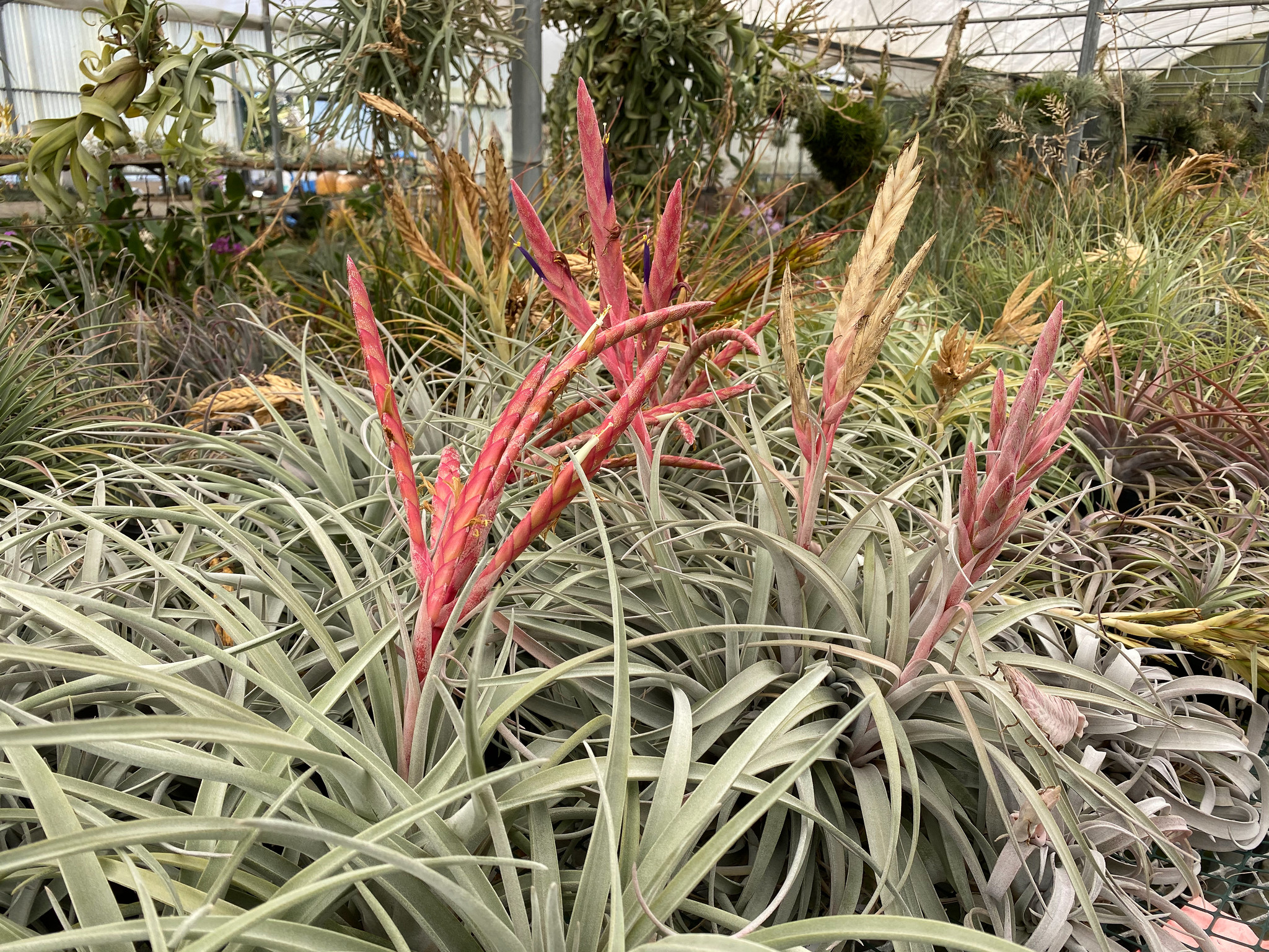 Tillandsia schusteri x chiapensis - Bird Rock Tropicals