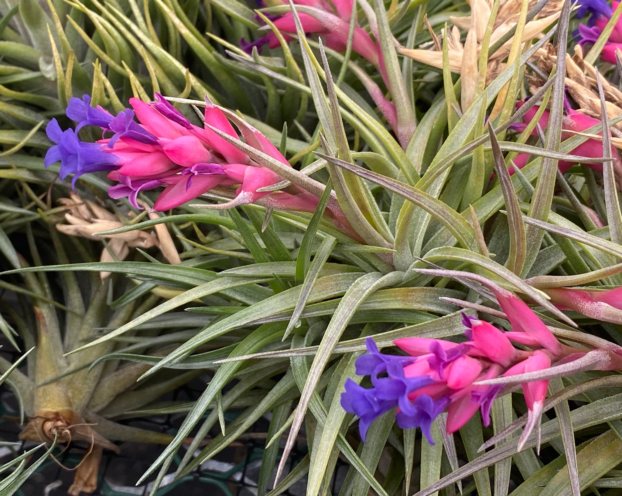 Tillandsia neglecta x aeranthos - Bird Rock Tropicals
